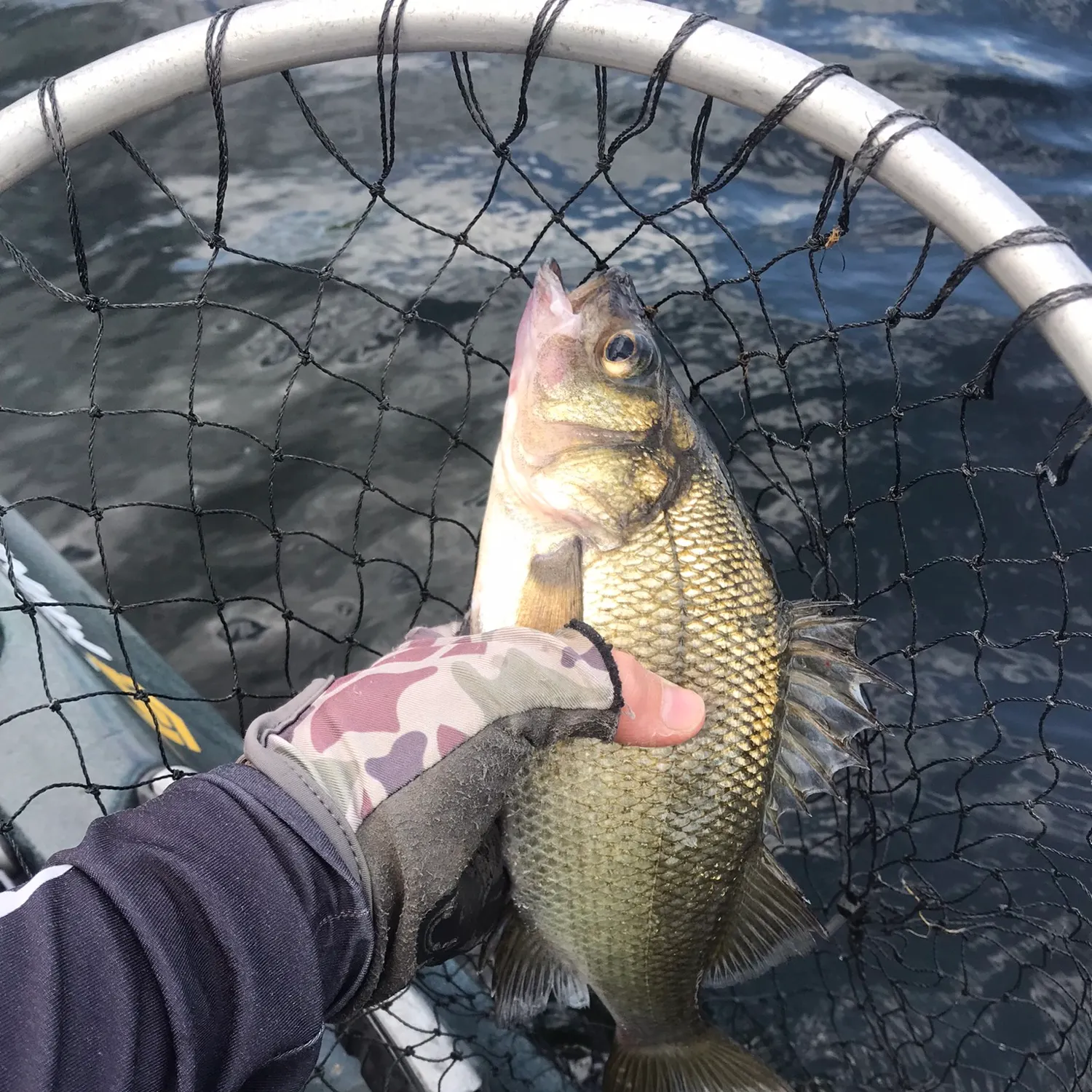 Fish caught on Fishbrain