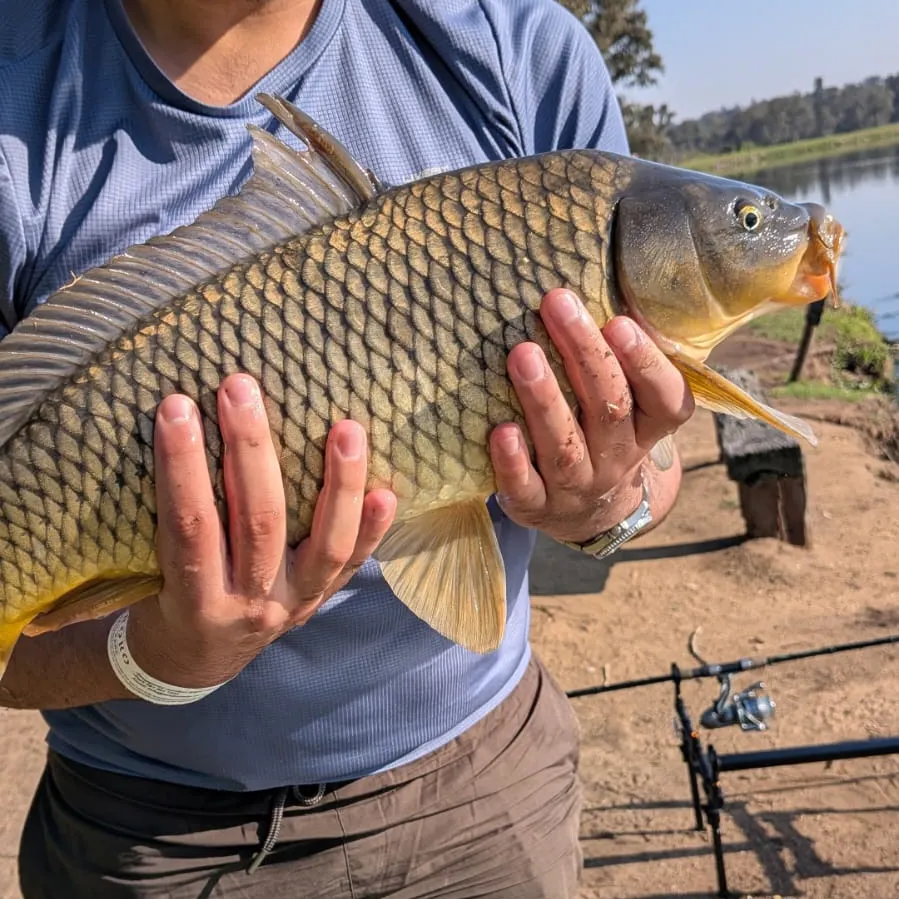 Common carp caught on Fishbrain