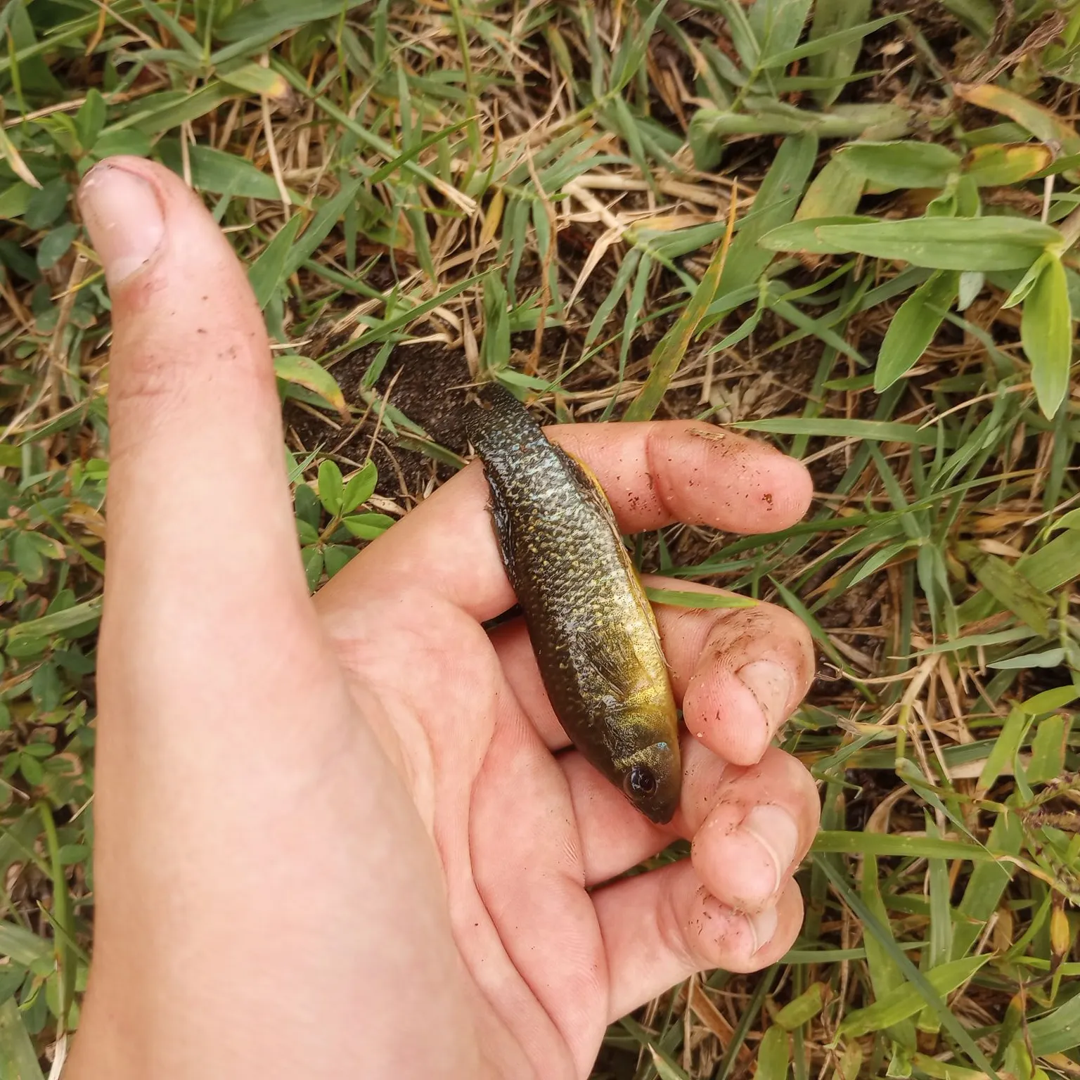 The most recent Russetfin topminnow catches on Fishbrain