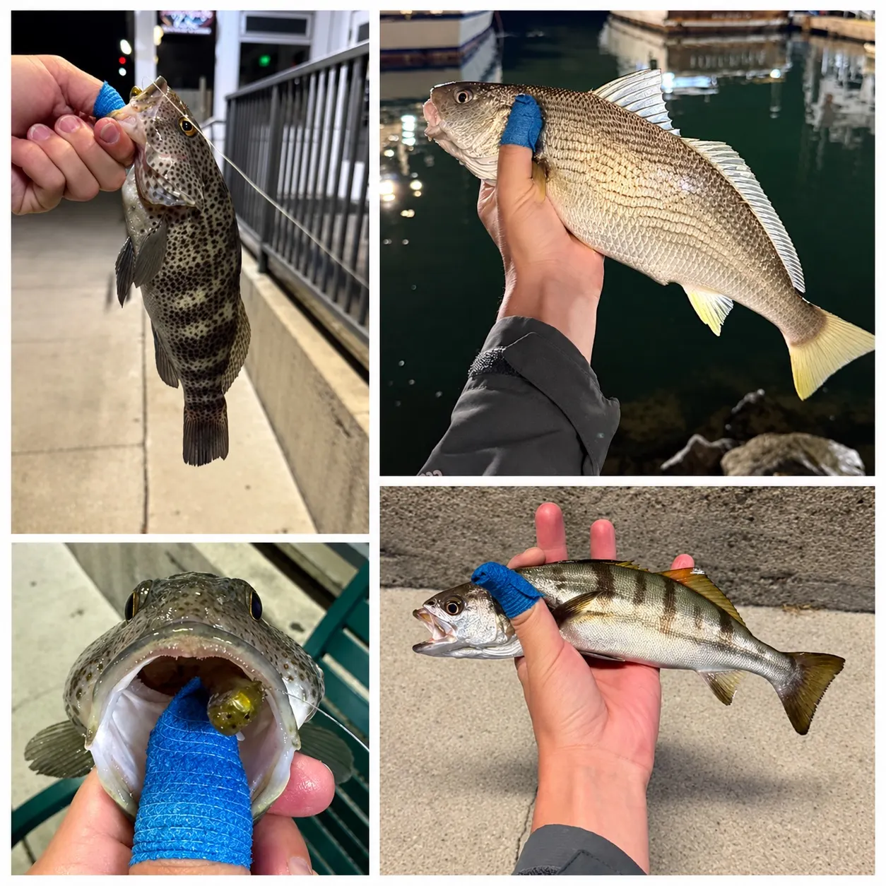 Yellowfin croaker caught on Fishbrain