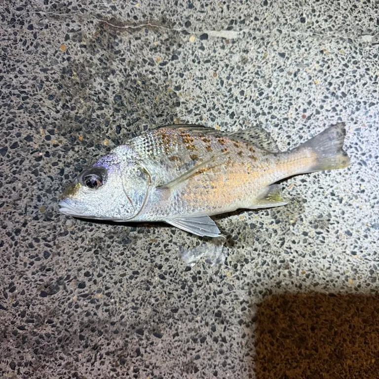 The most recent Javelin grunter catches on Fishbrain