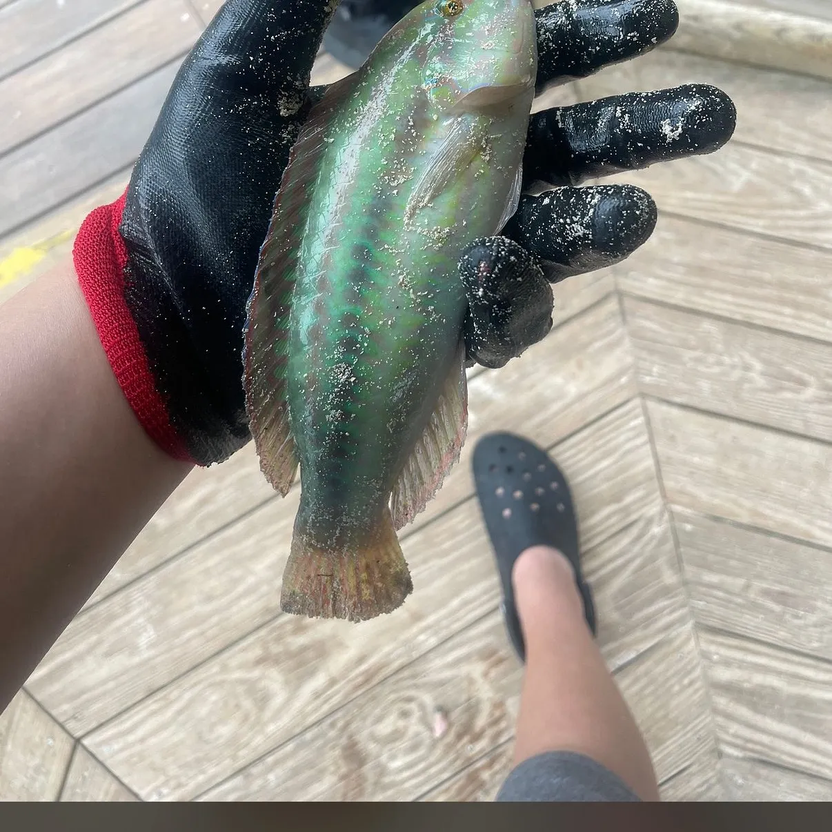 The most recent Puddingwife wrasse catches on Fishbrain
