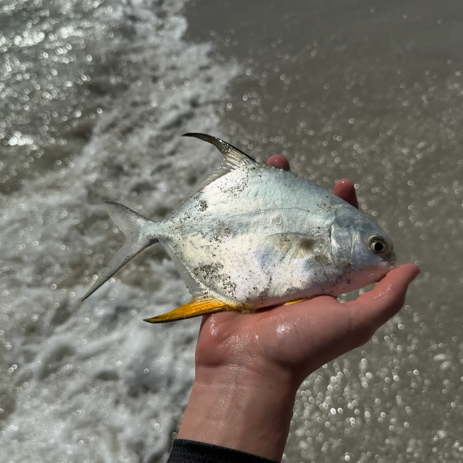 The most recent Palometa catches on Fishbrain