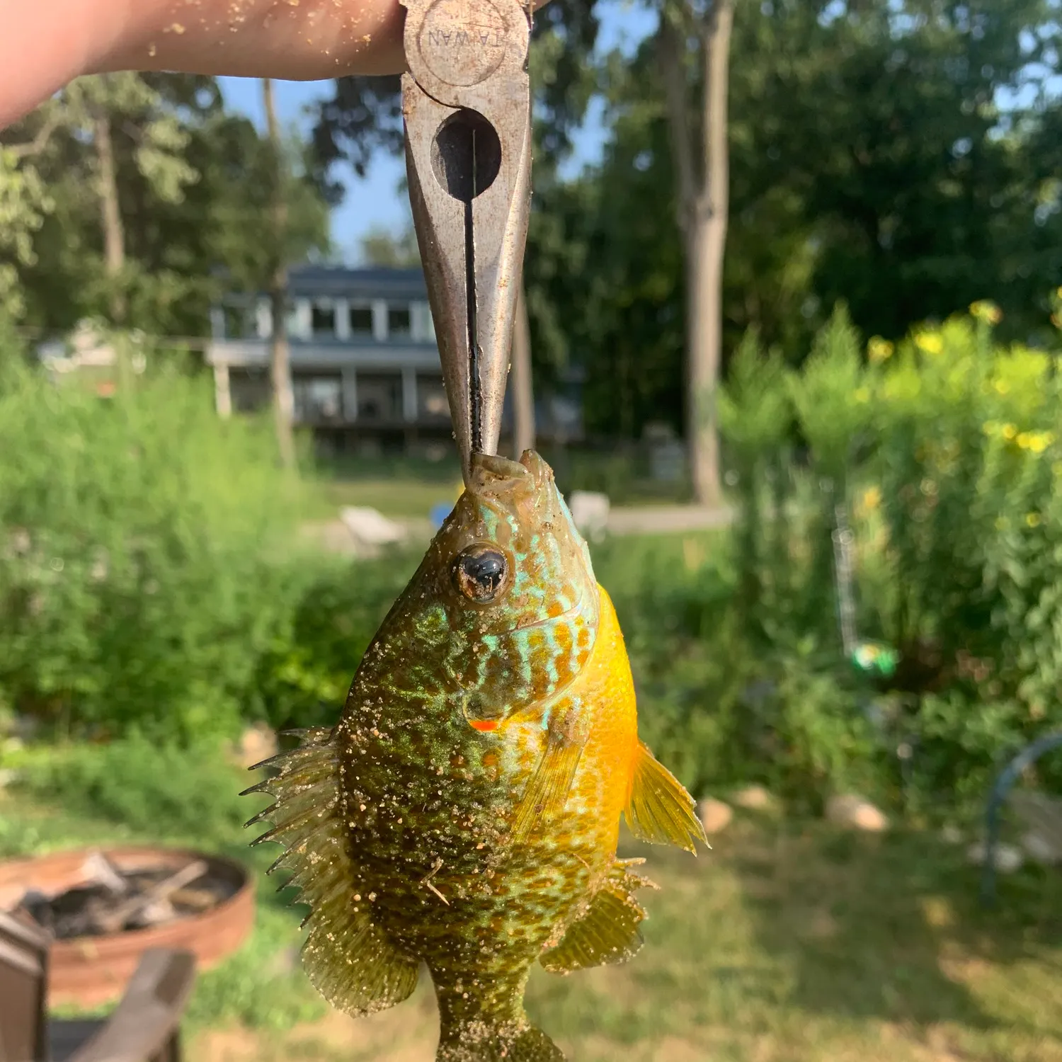 catch