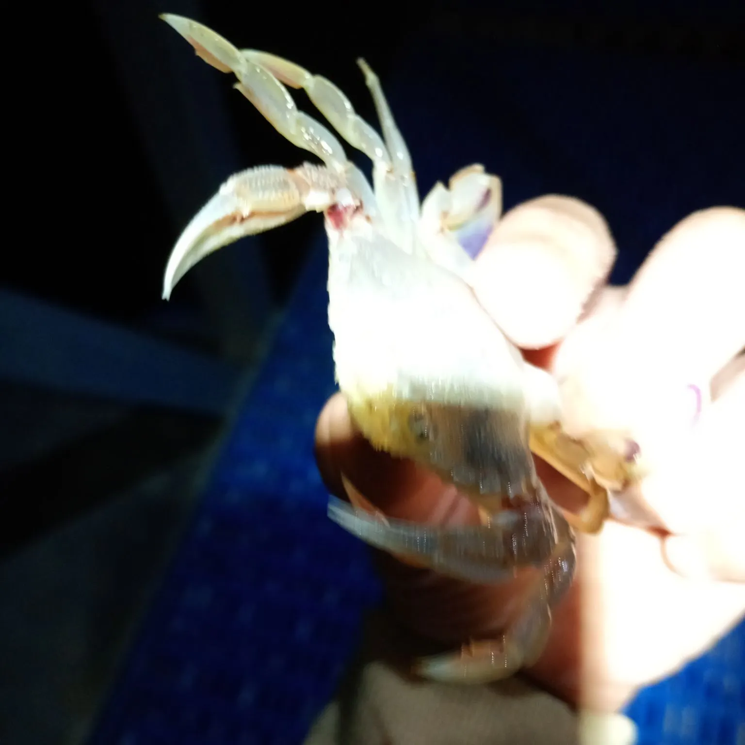 The most recent Blue land crab catches on Fishbrain