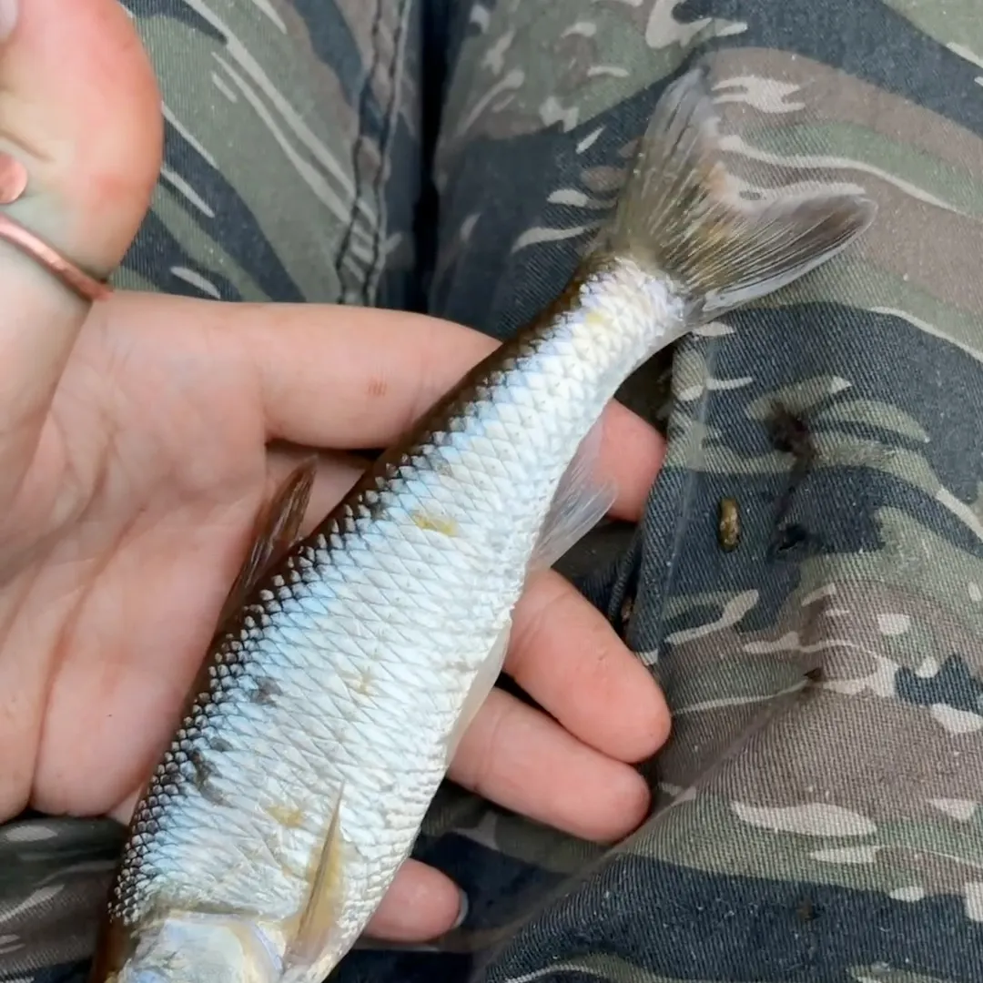 Striped shiner caught on Fishbrain