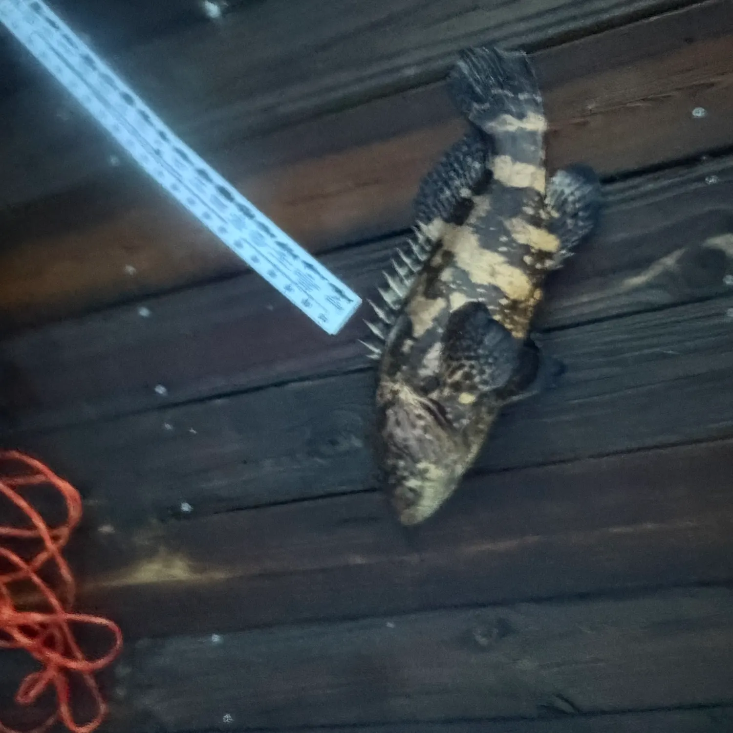 Atlantic goliath grouper caught on Fishbrain