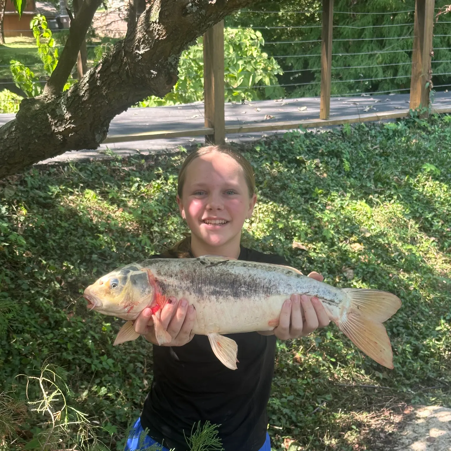 The most recent Bighead carp catches on Fishbrain