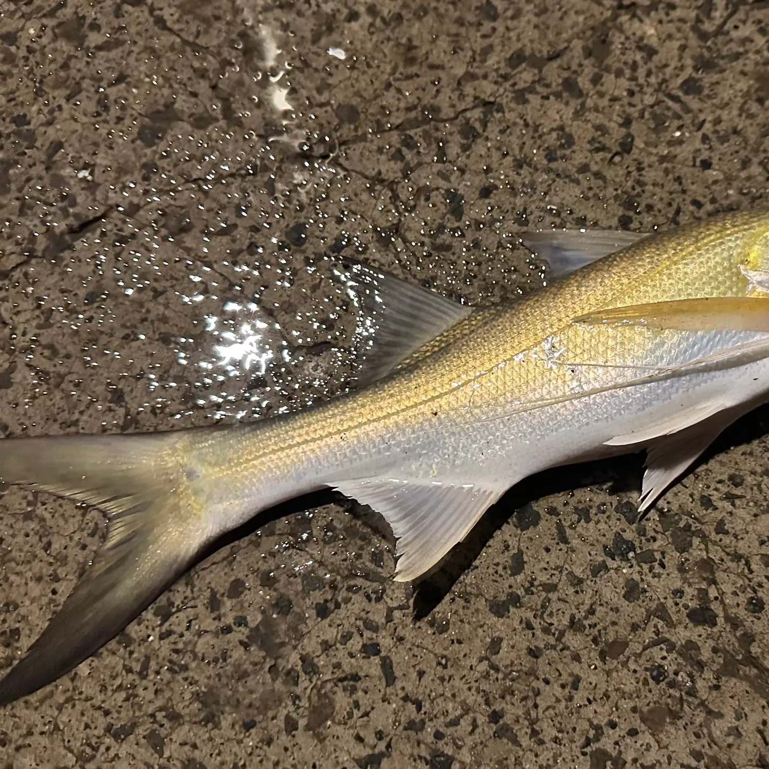 The most recent King threadfin catches on Fishbrain