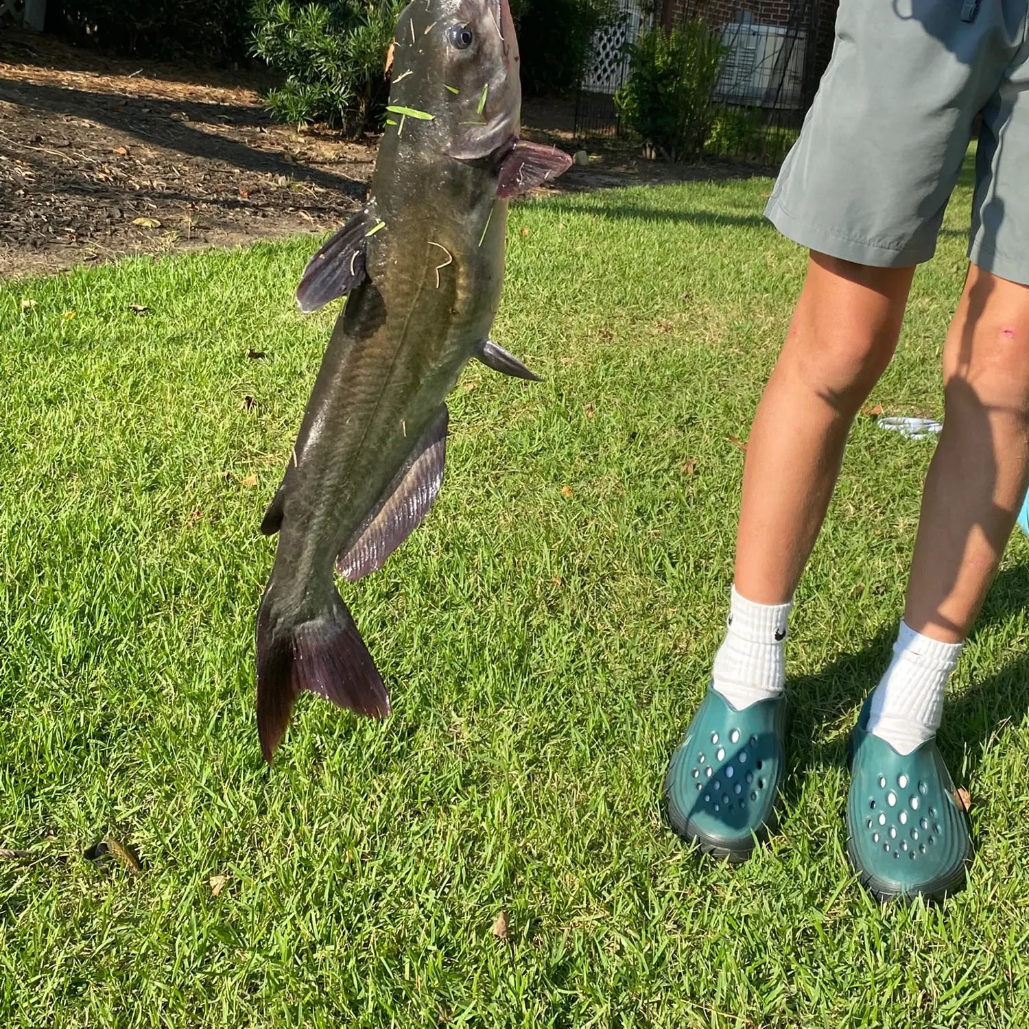 Channel catfish caught on Fishbrain