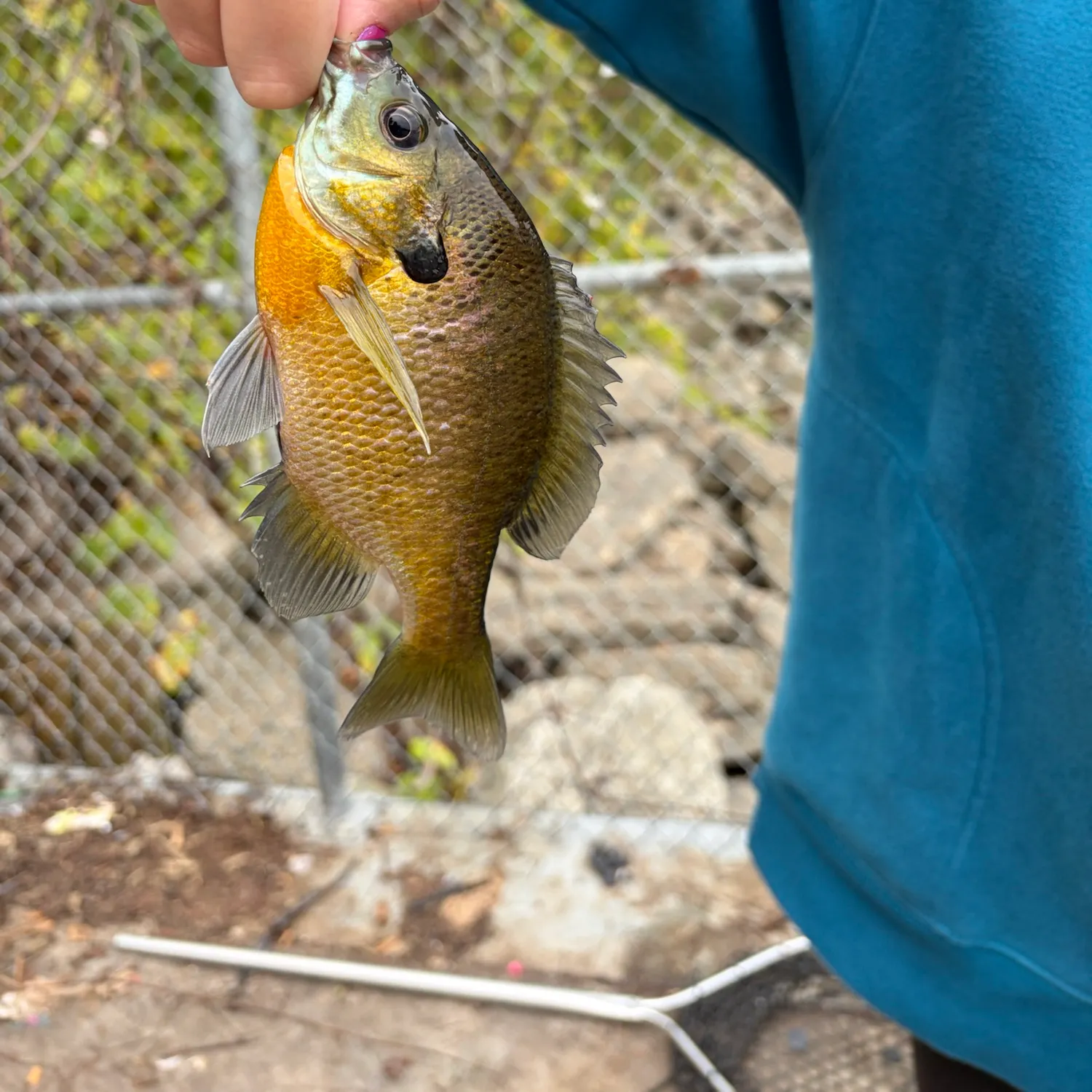 Bluegill caught on Fishbrain