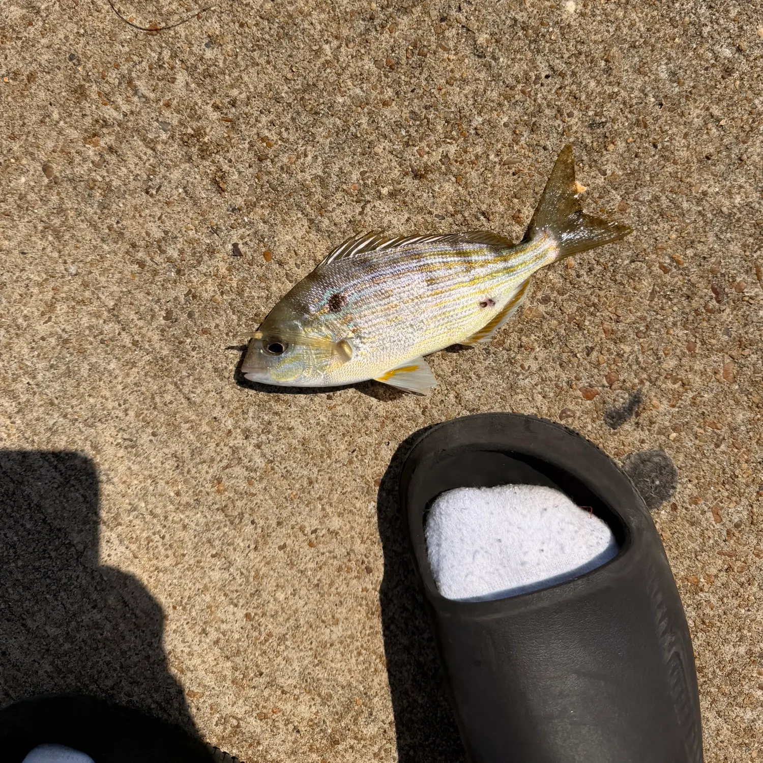 Pinfish caught on Fishbrain