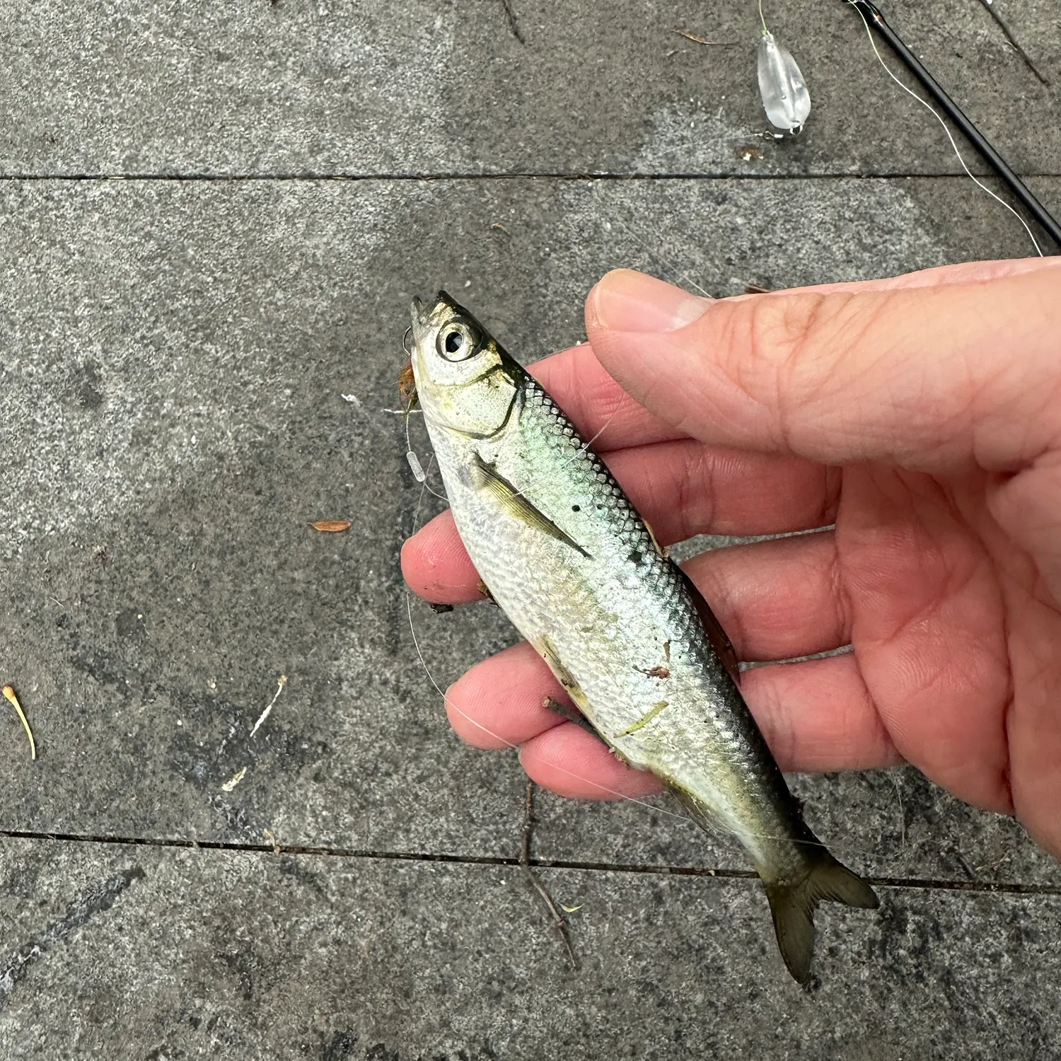 The most recent Sharpbelly catches on Fishbrain