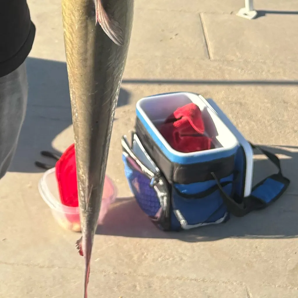 Channel catfish caught on Fishbrain