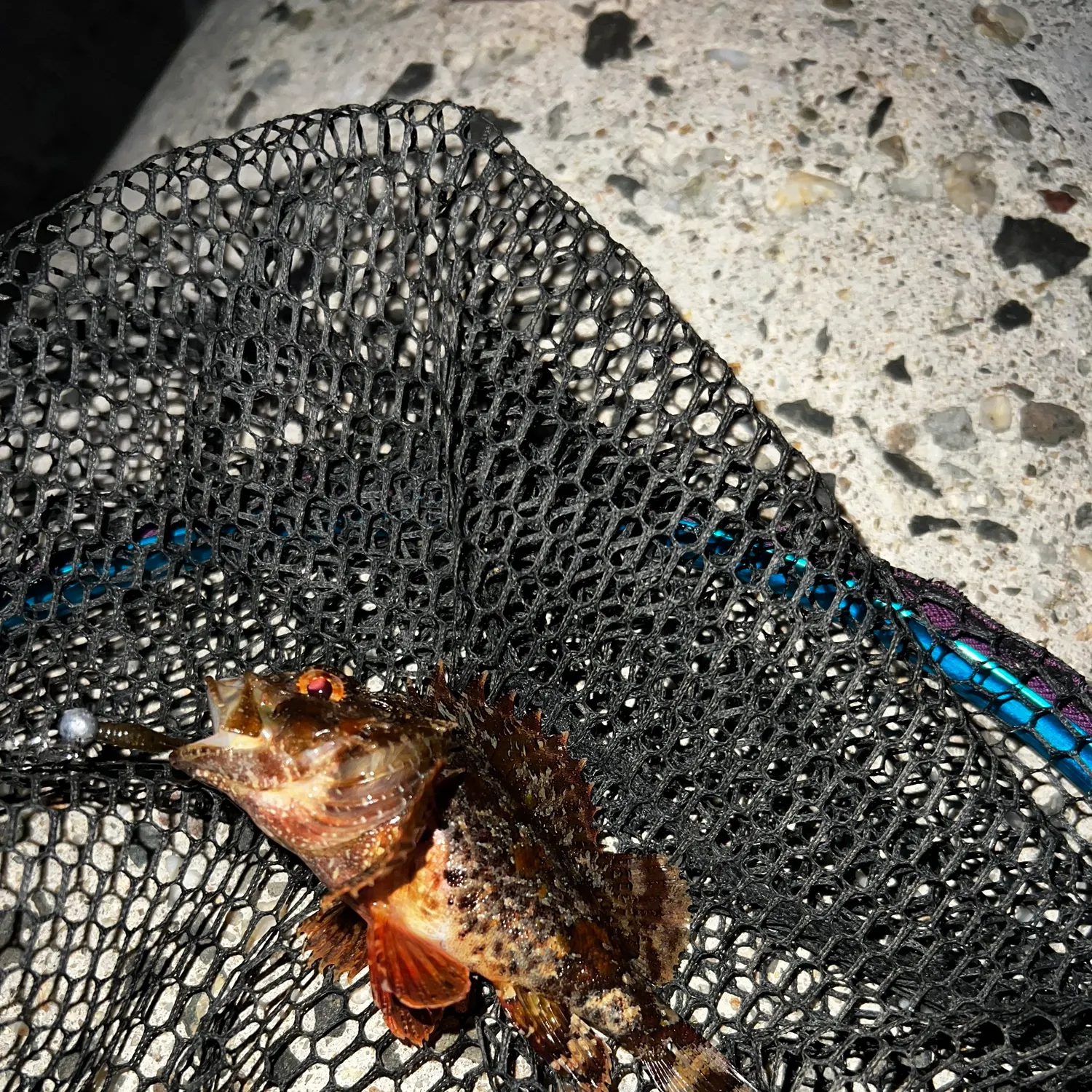 The most recent Black scorpionfish catches on Fishbrain