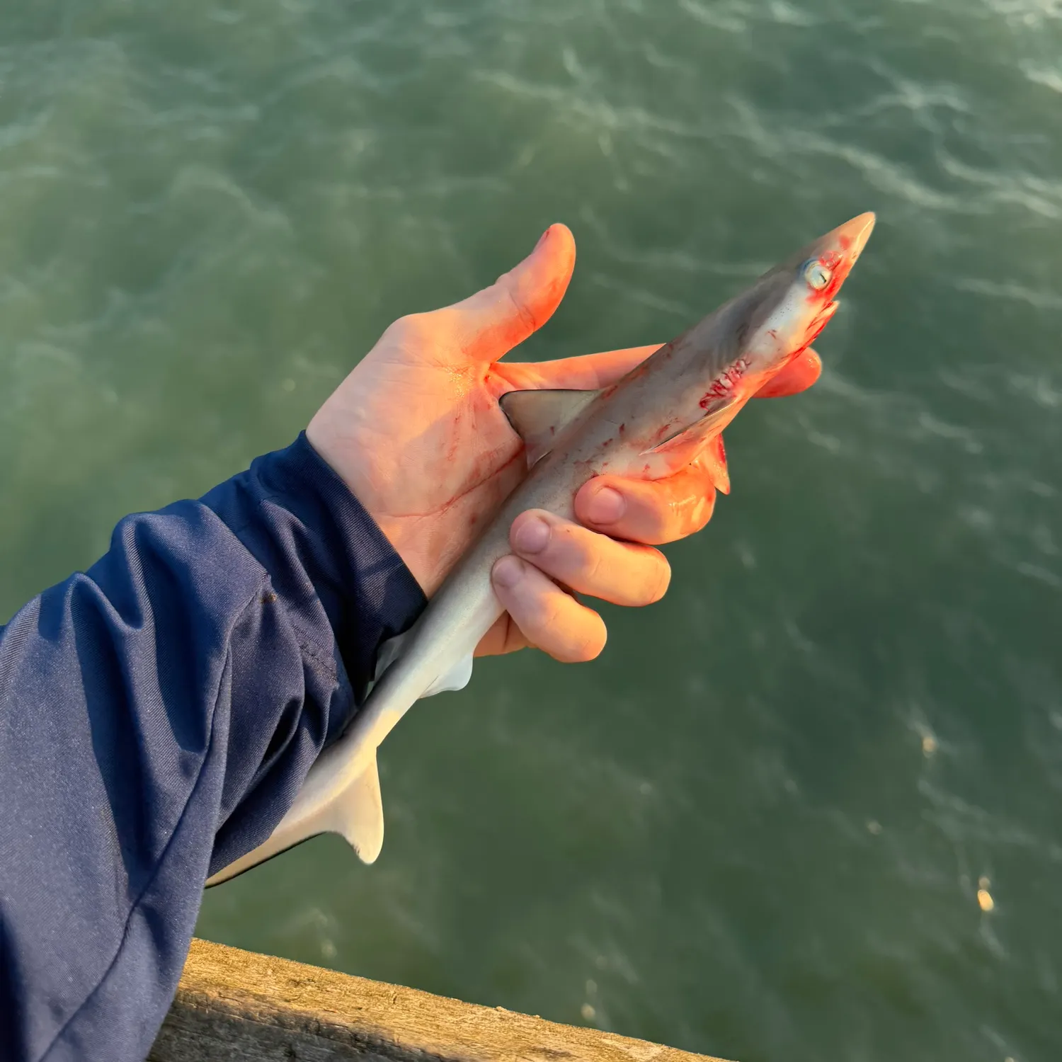 The most recent Dusky smooth-hound catches on Fishbrain