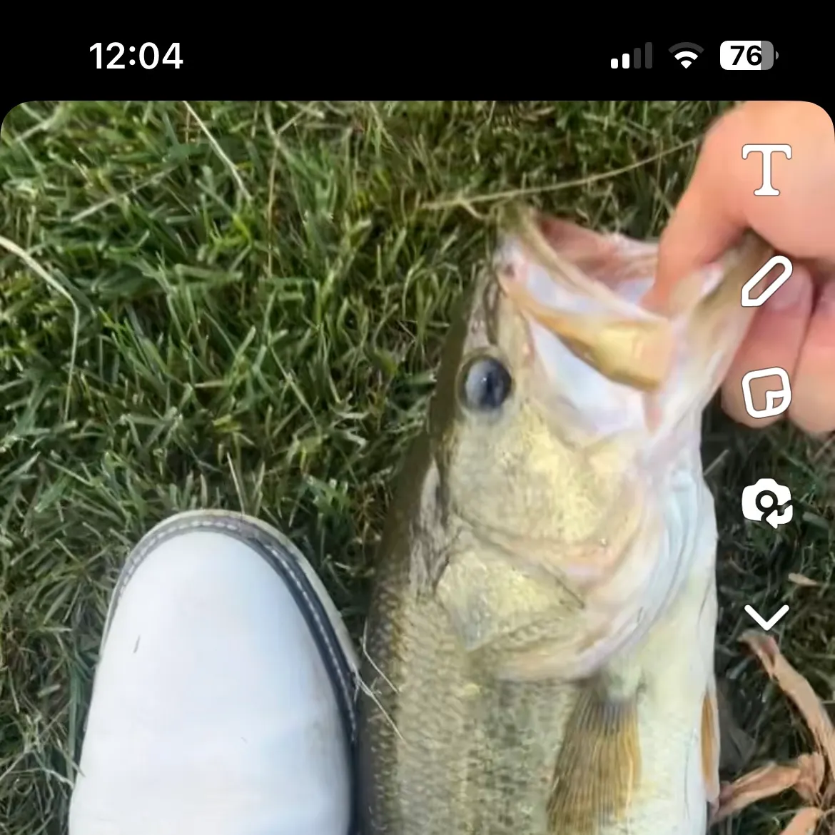 recently logged catches