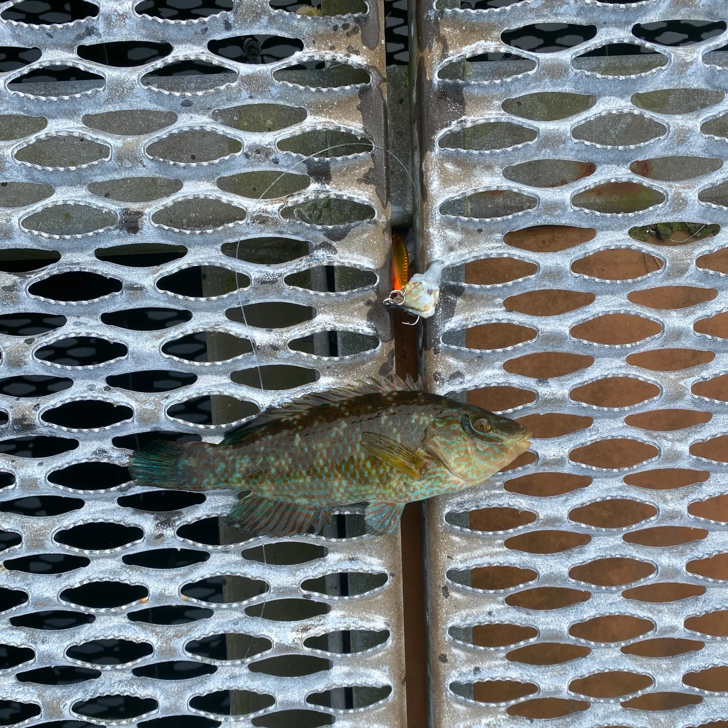 Fish caught on Fishbrain