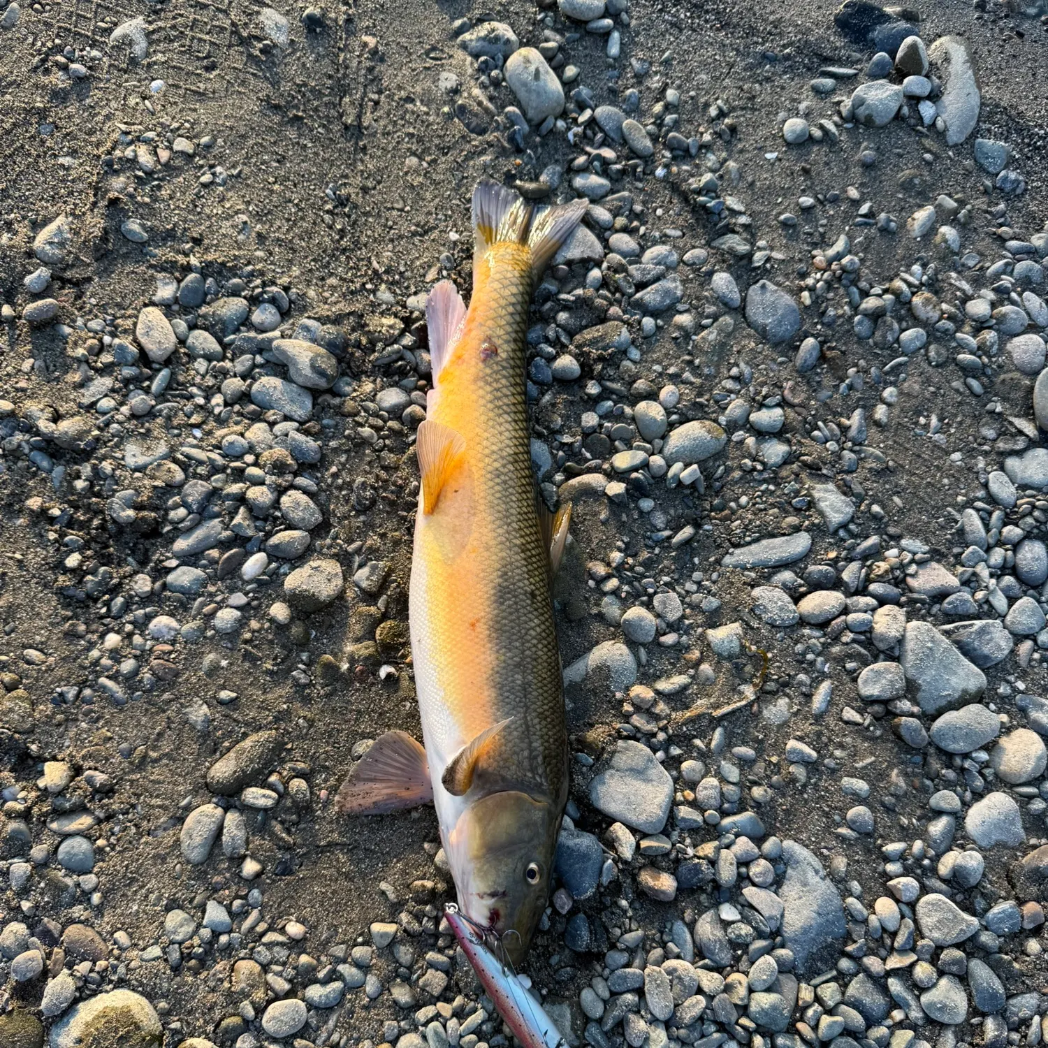 The most recent Sacramento sucker catches on Fishbrain