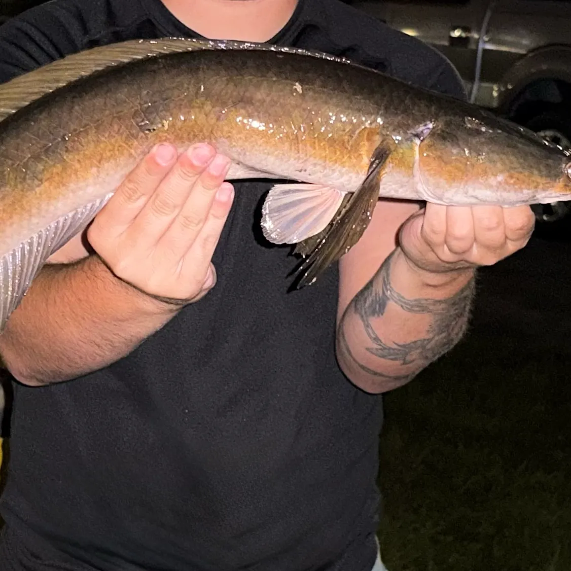 Goldline snakehead caught on Fishbrain
