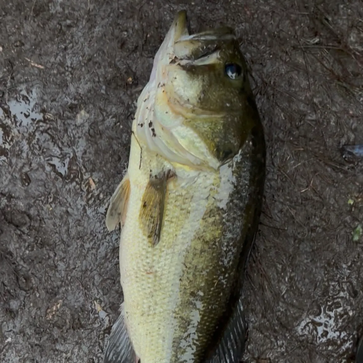 Largemouth bass caught on Fishbrain