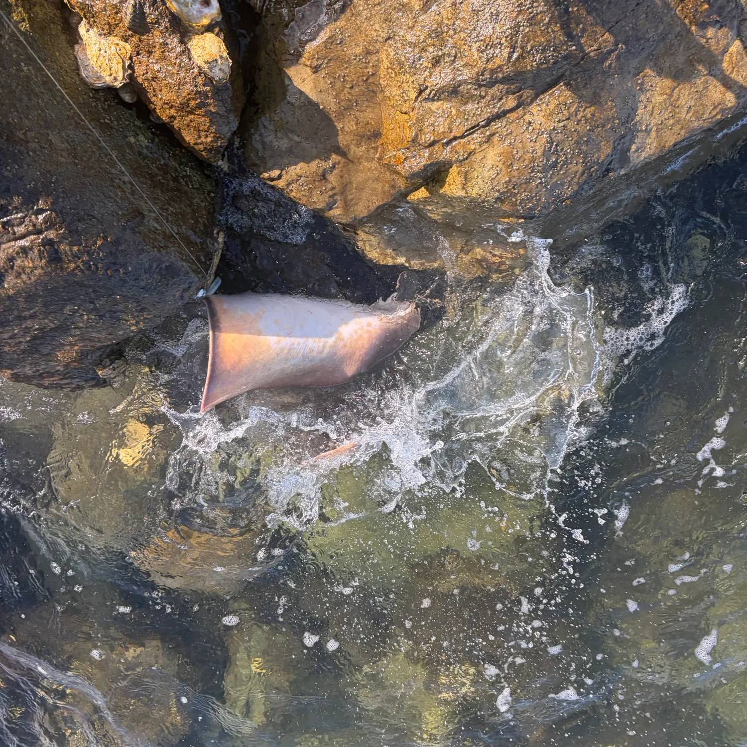 The most recent Spiny butterfly ray catches on Fishbrain