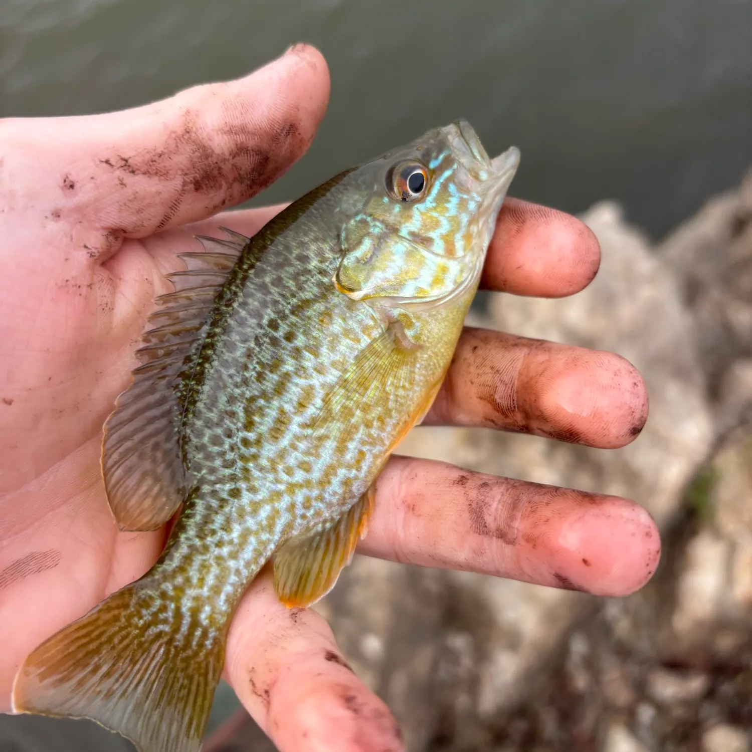 Pumpkinseed caught on Fishbrain