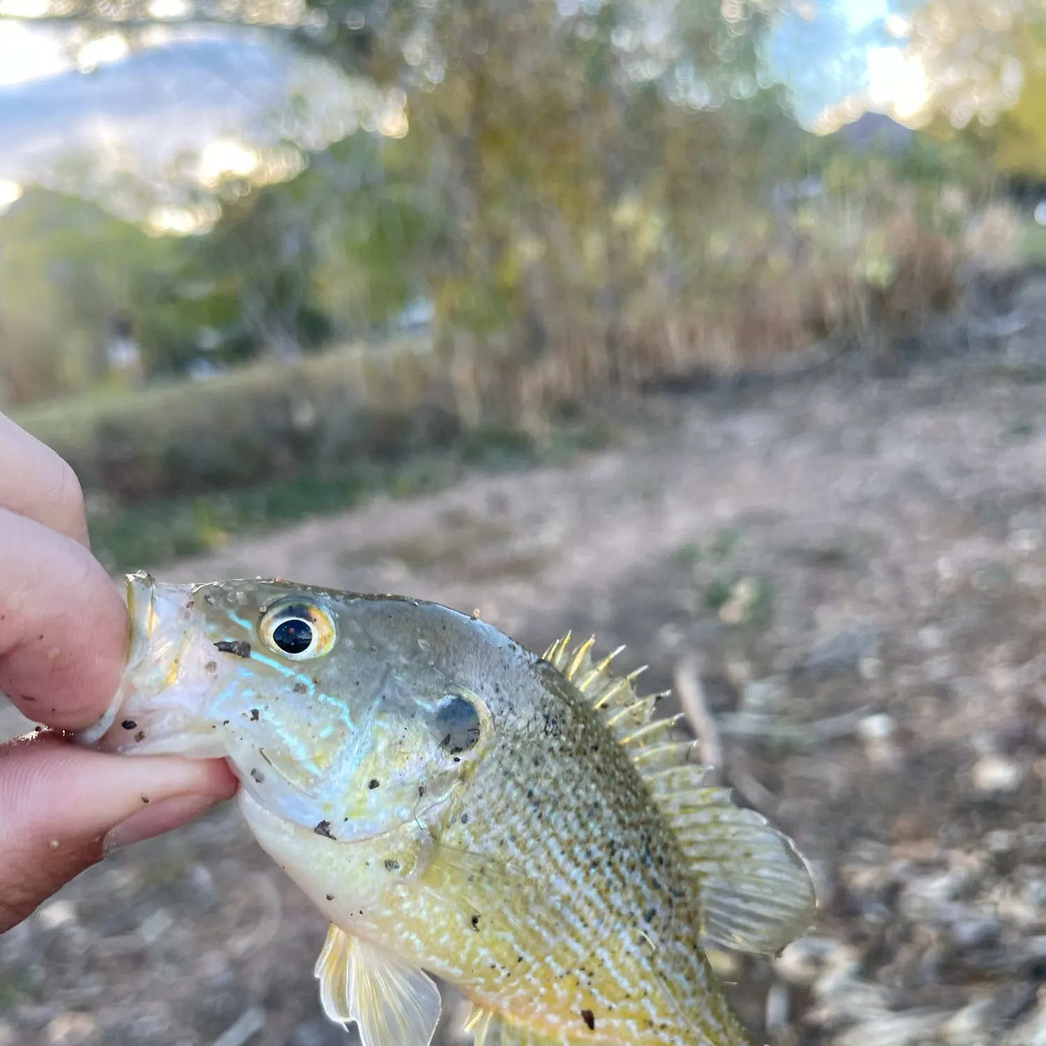 Green sunfish caught on Fishbrain