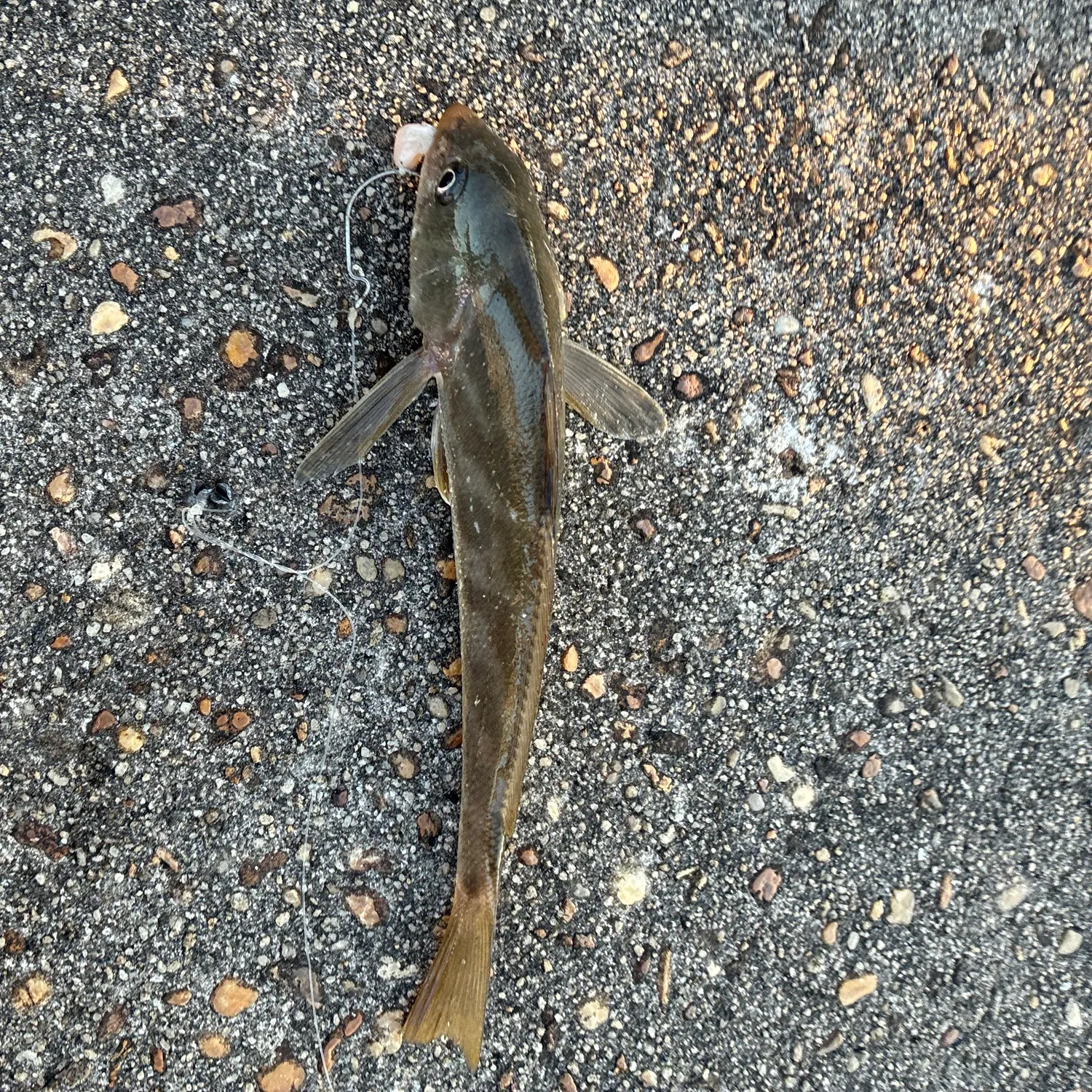 The most recent Southern kingcroaker catches on Fishbrain