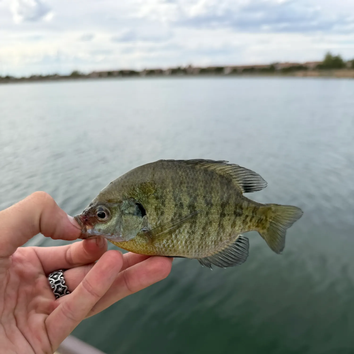Bluegill caught on Fishbrain
