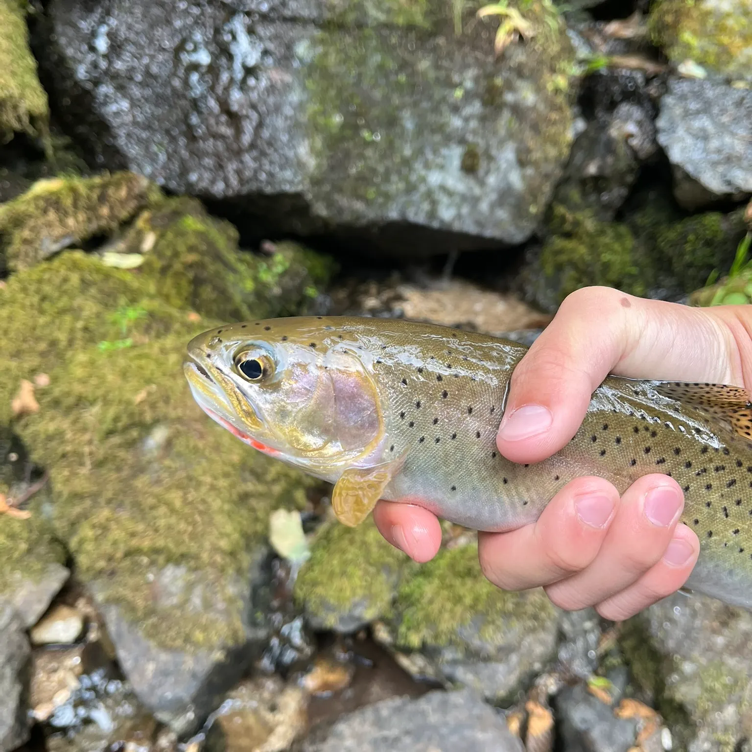 Cutthroat trout caught on Fishbrain