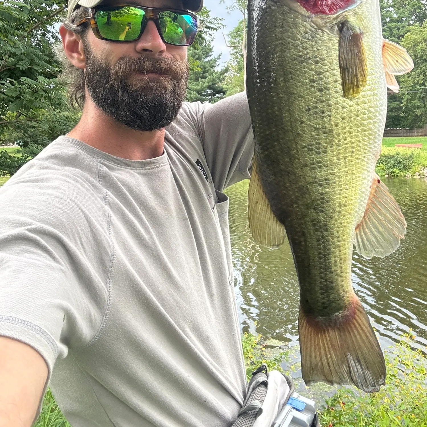 Largemouth bass caught on Fishbrain