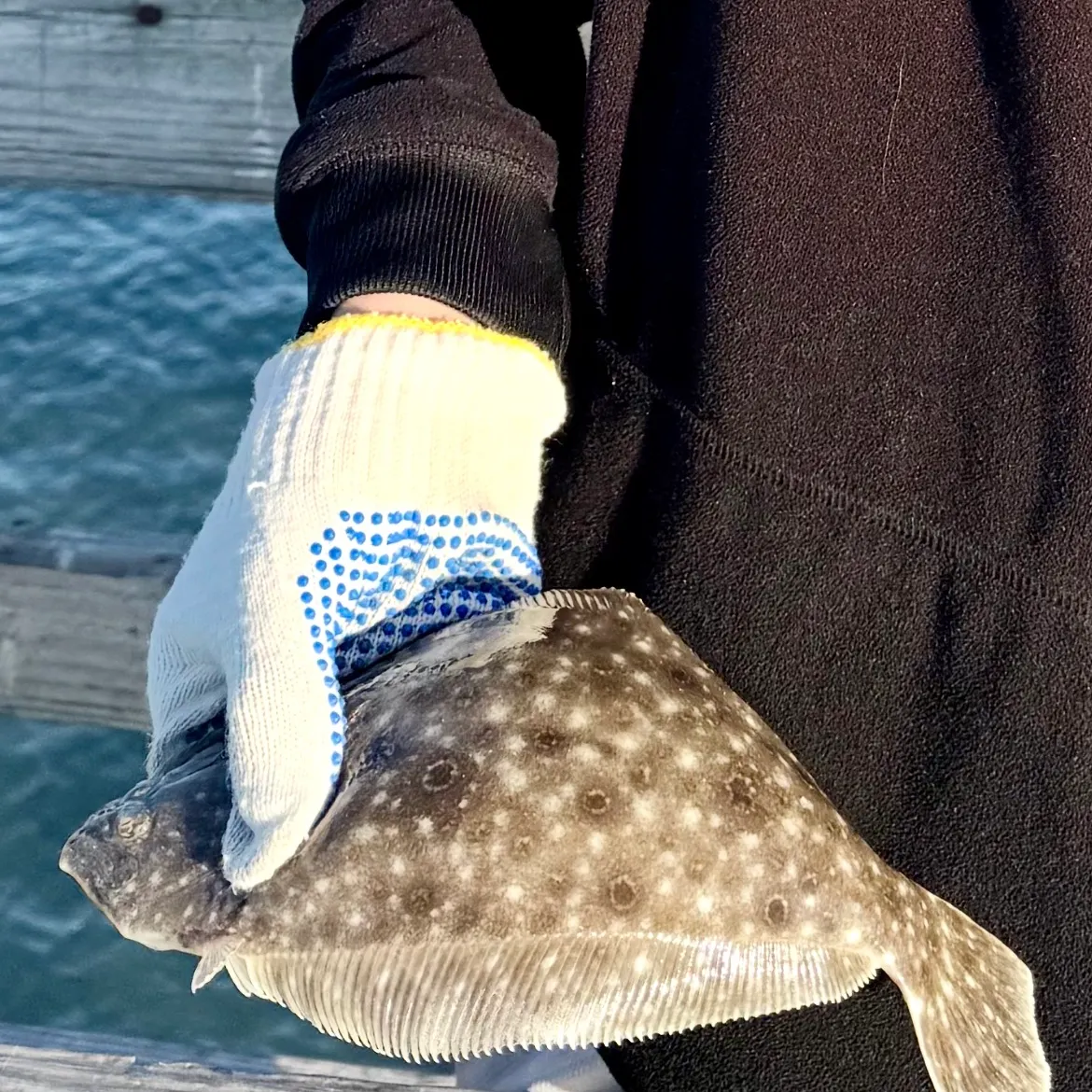 The most recent Summer flounder catches on Fishbrain