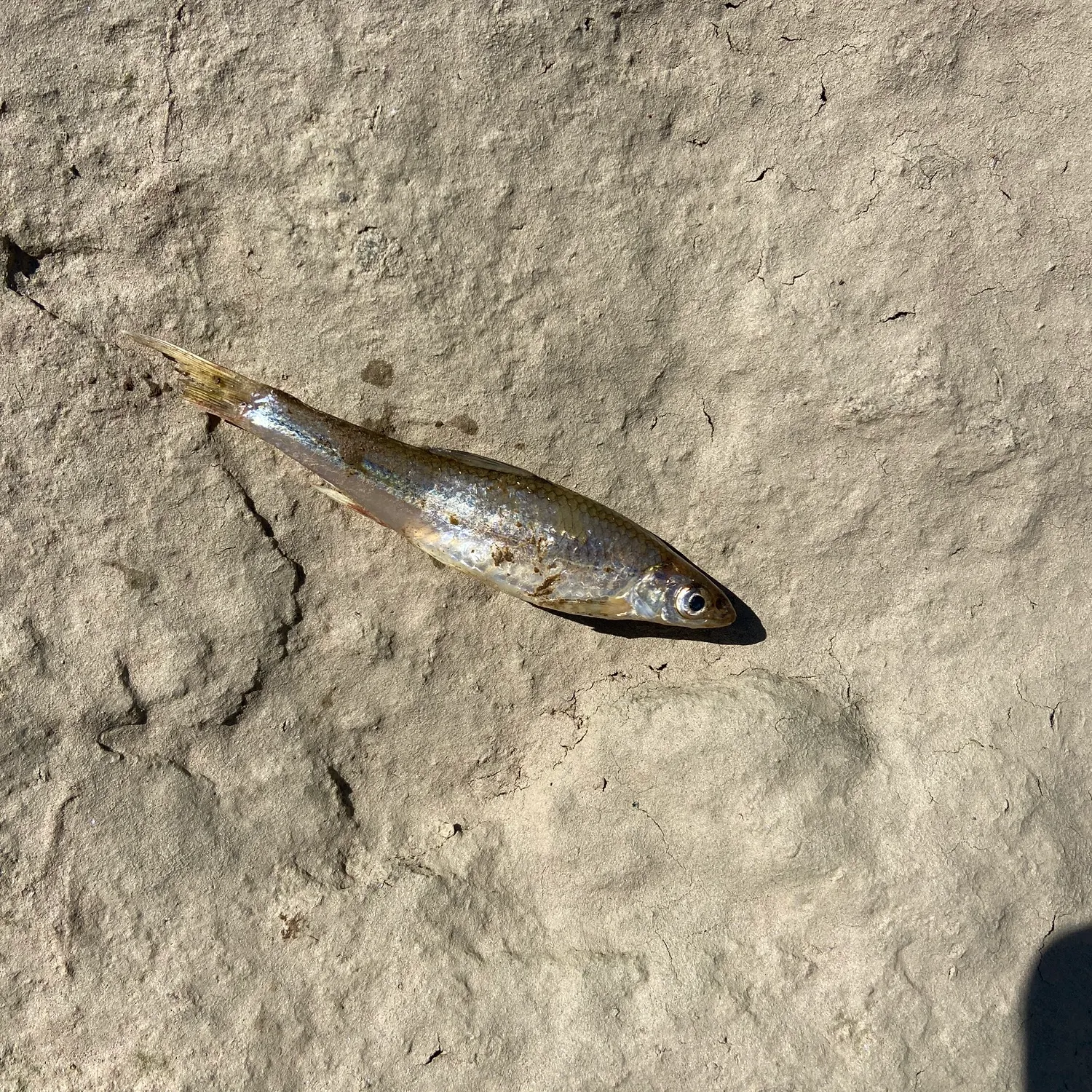 The most recent Emerald shiner catches on Fishbrain