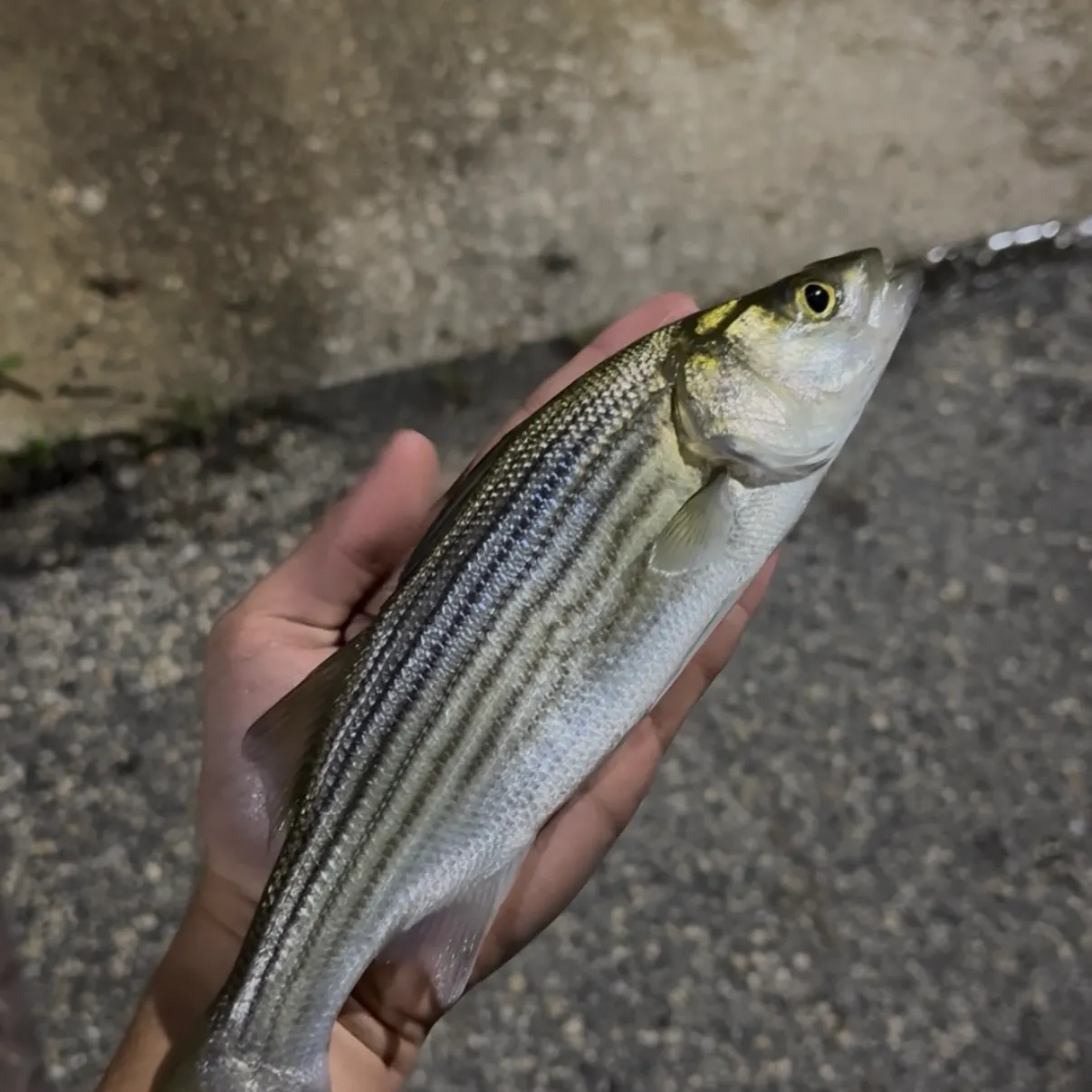 Striped bass caught on Fishbrain