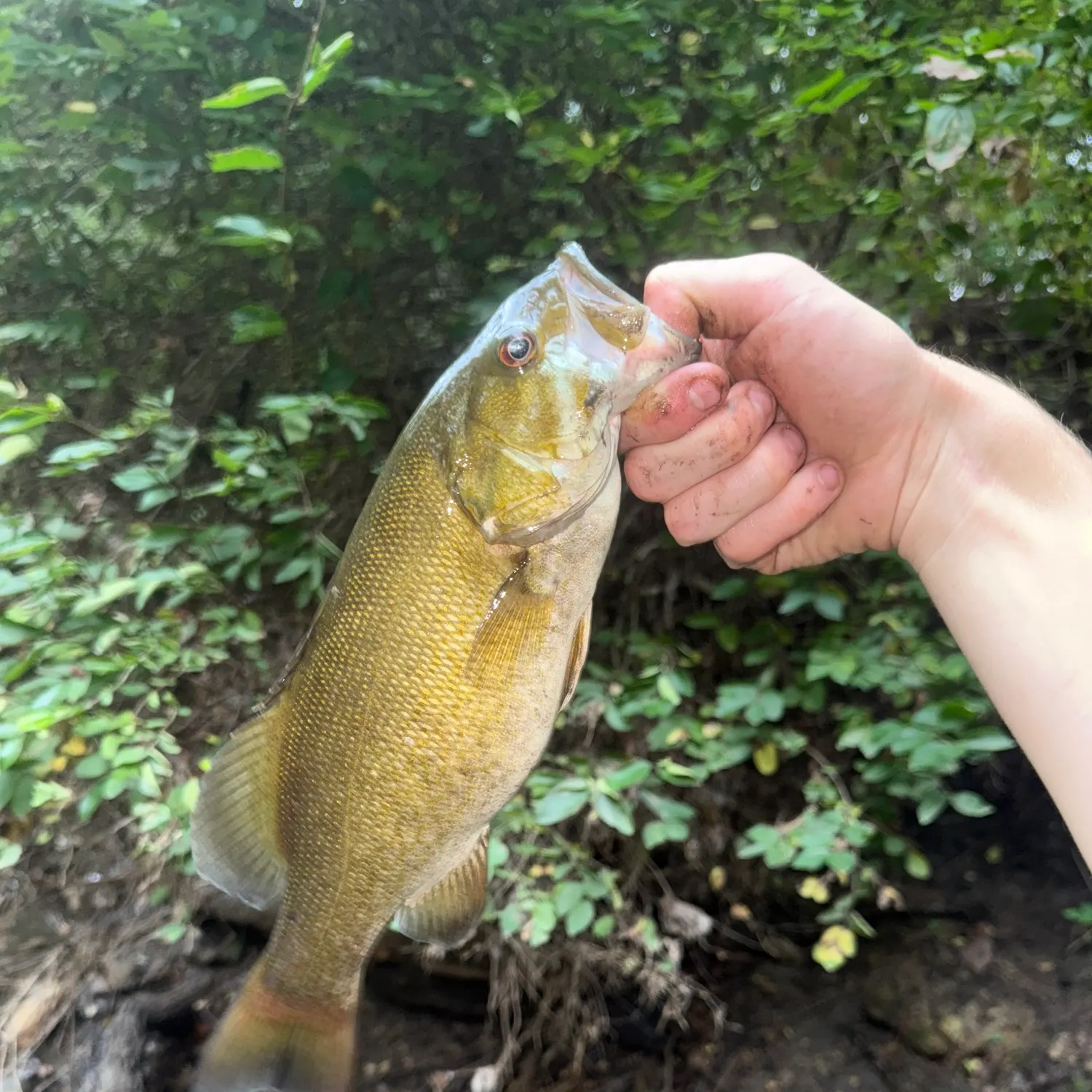 Smallmouth bass caught on Fishbrain