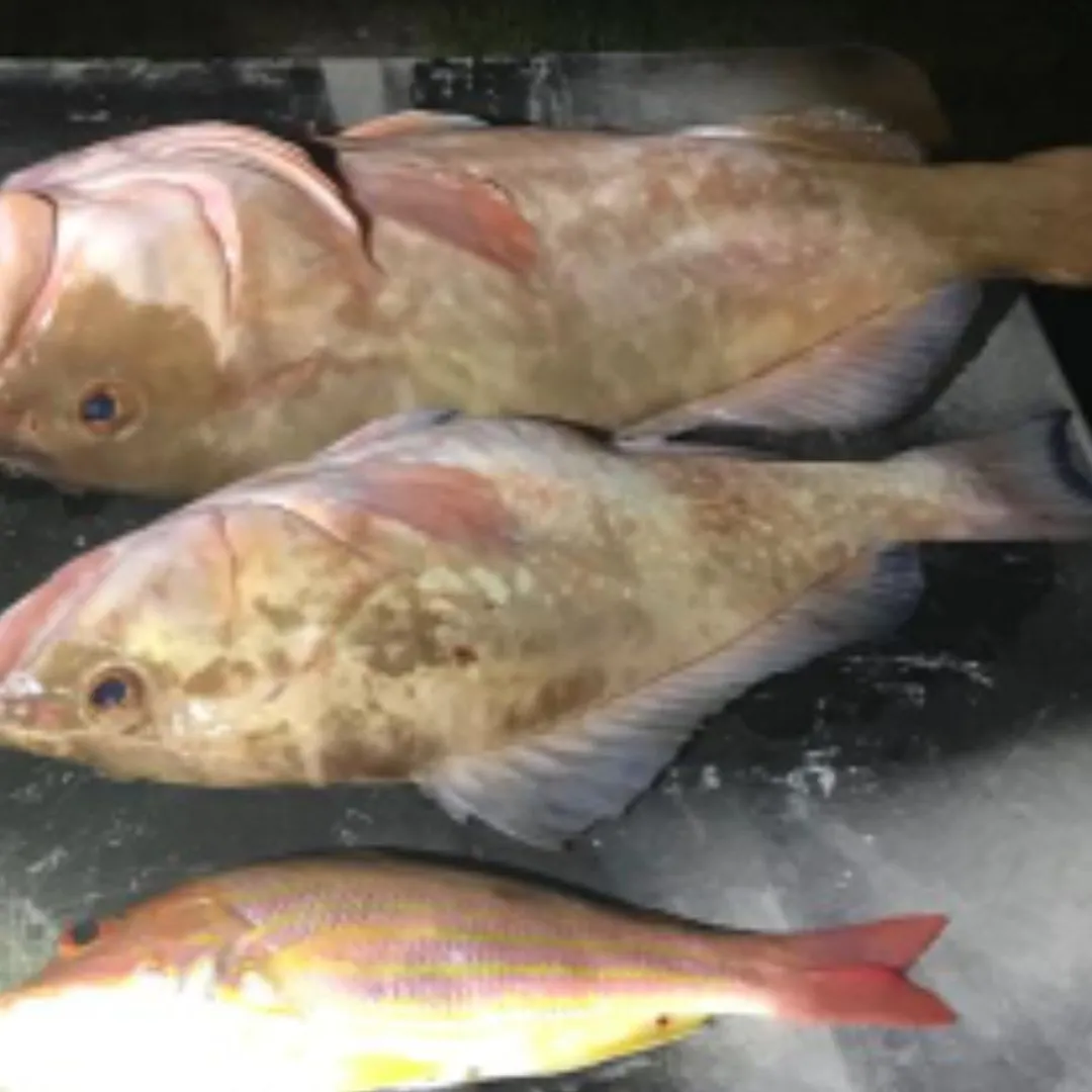 Lane snapper caught on Fishbrain