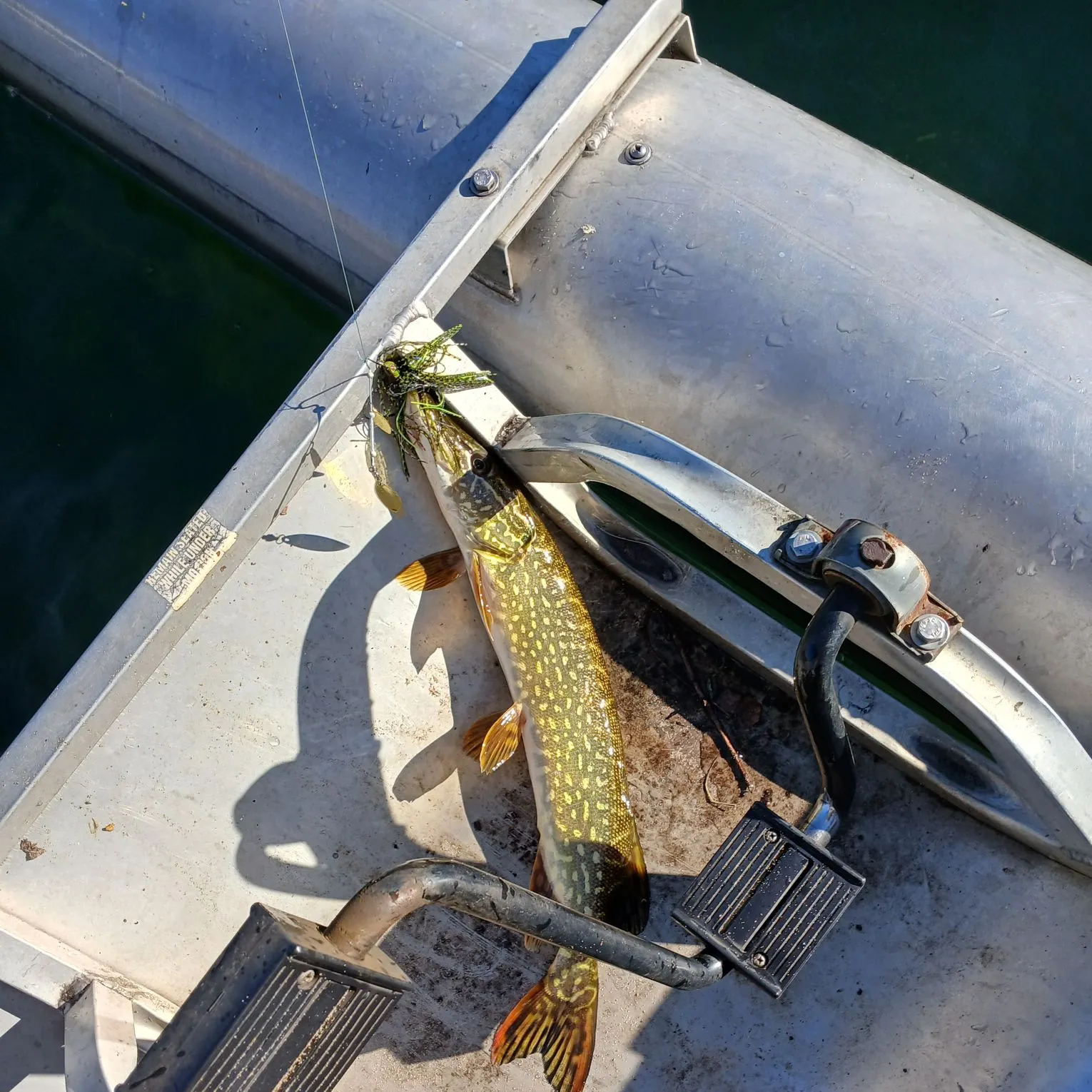 Northern pike caught on Fishbrain