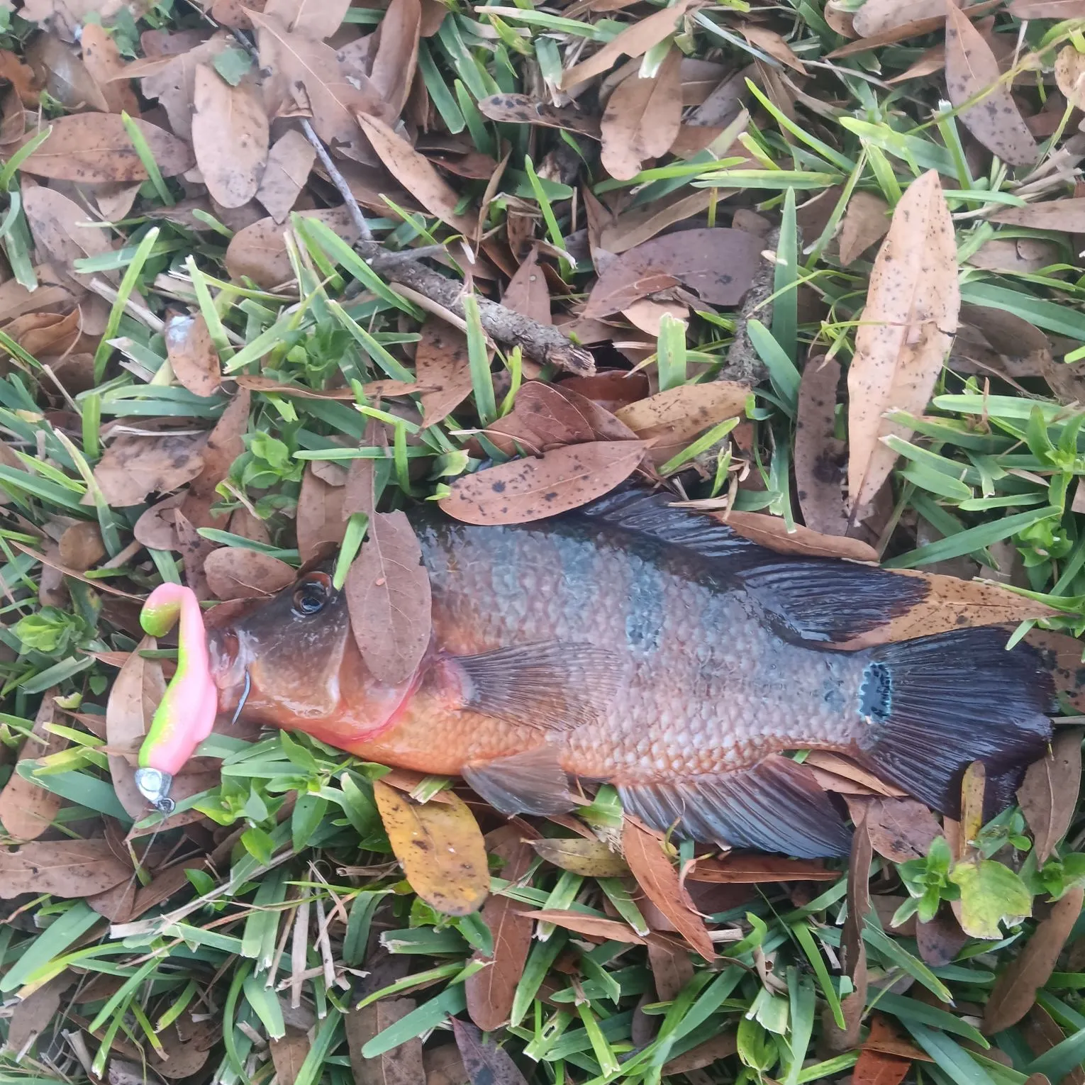 The most recent Mayan cichlid catches on Fishbrain
