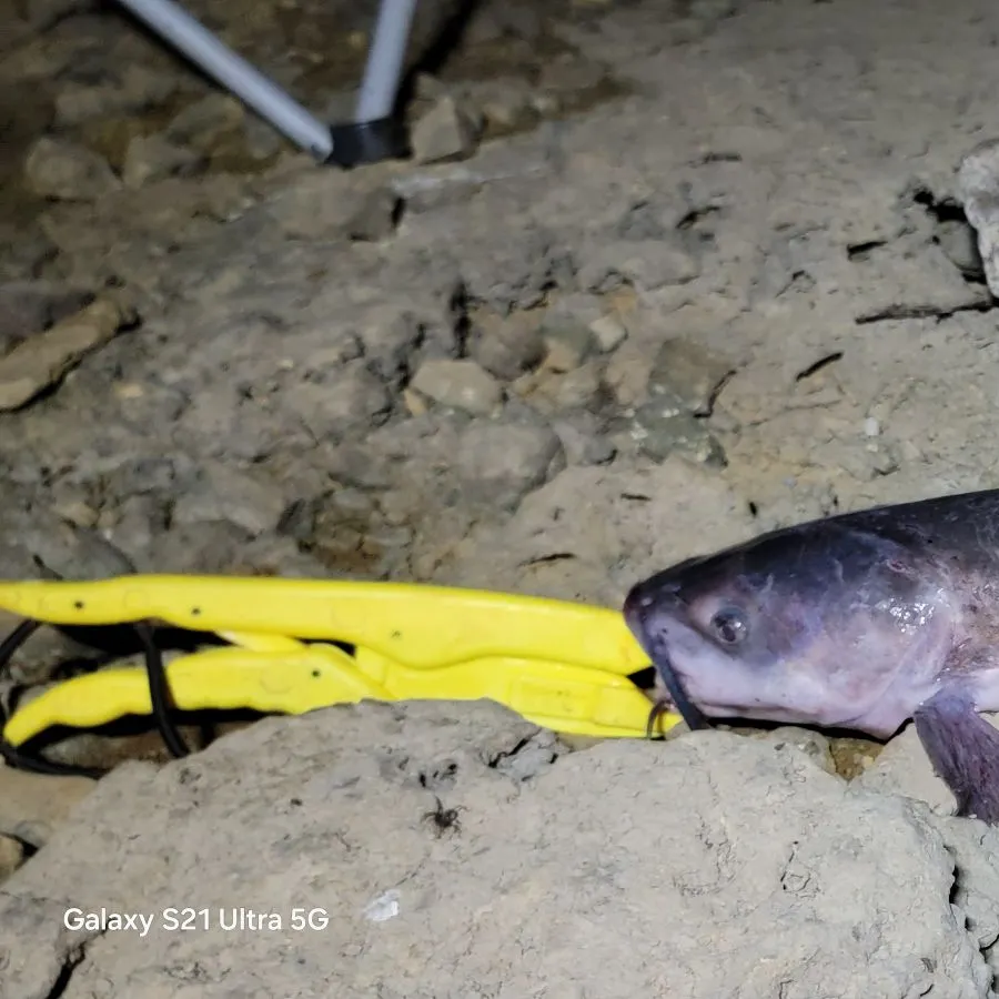 Channel catfish caught on Fishbrain