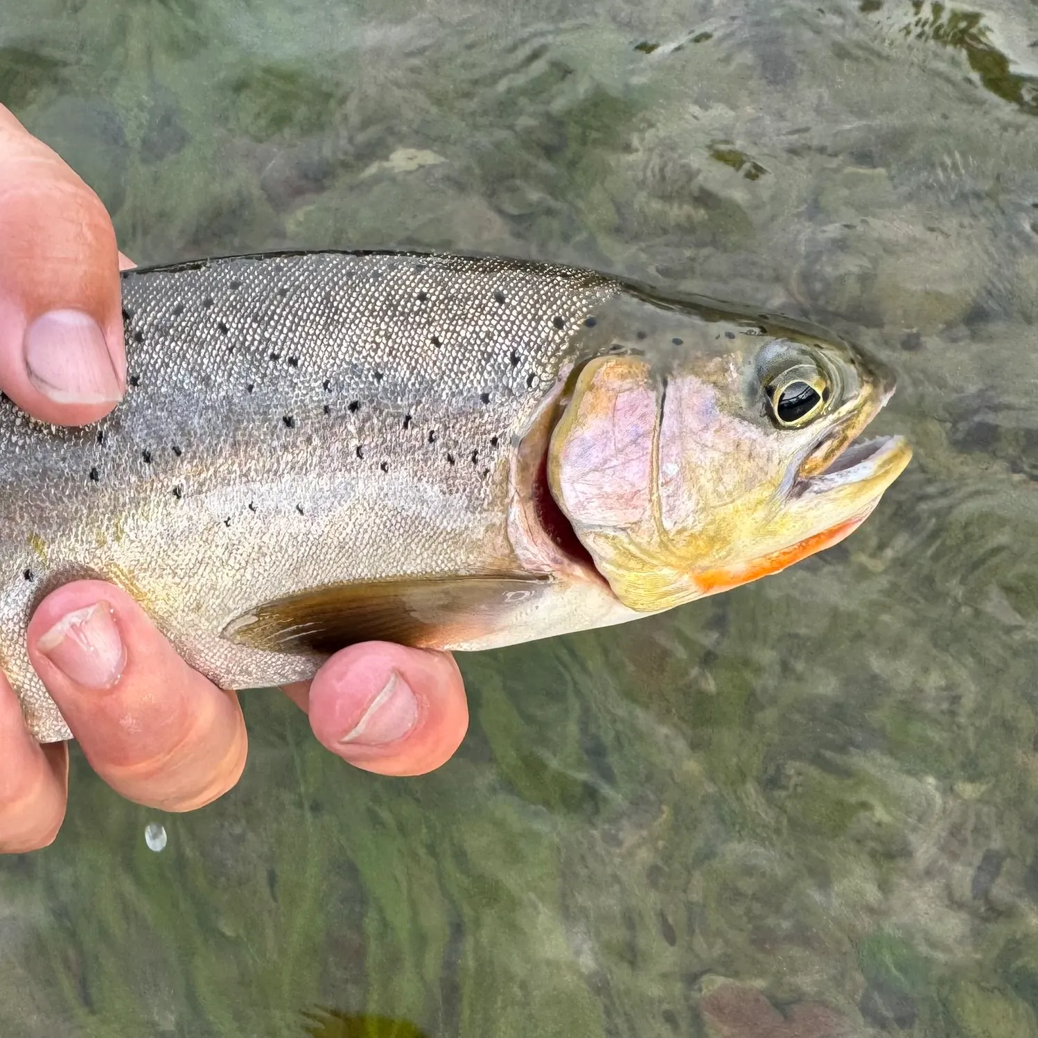 The most recent Westslope cutthroat trout catches on Fishbrain