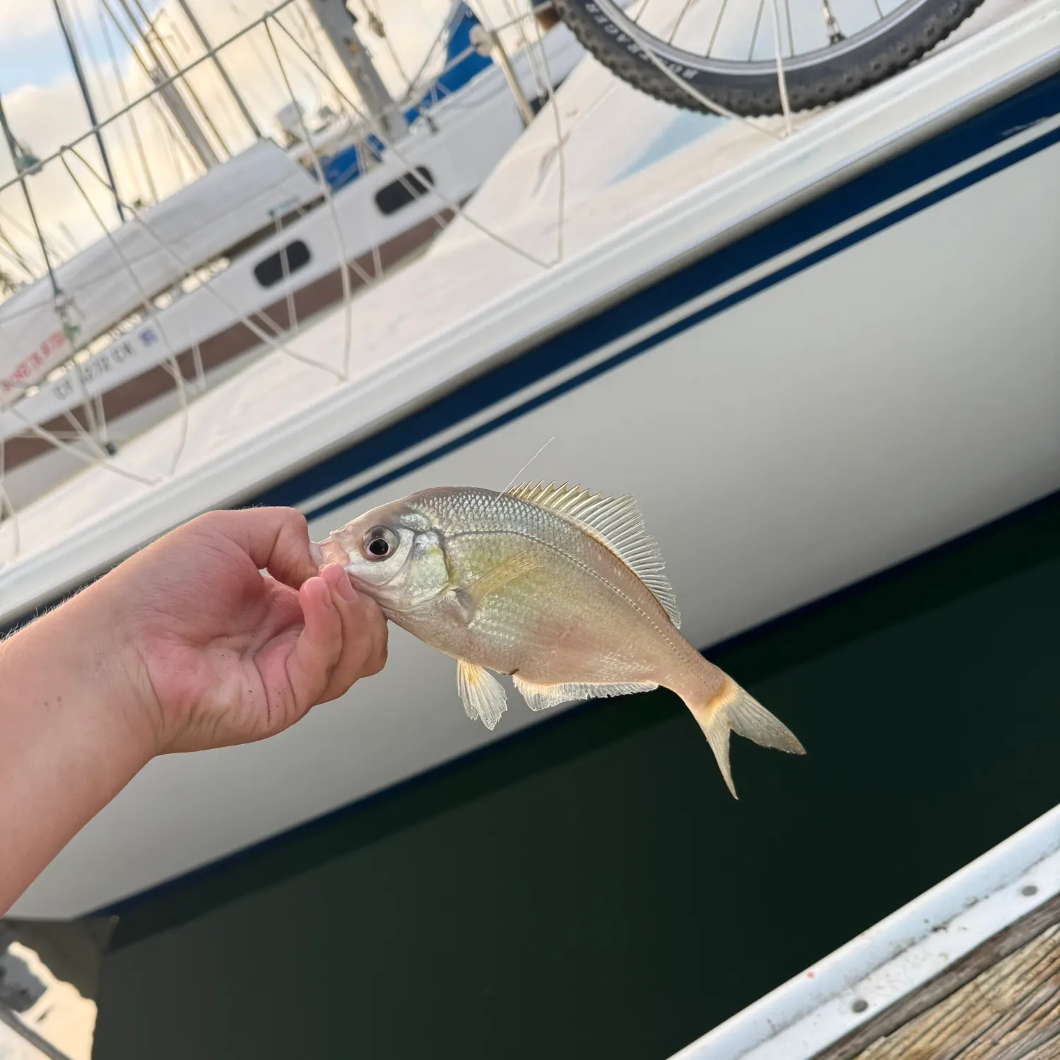 The most recent White seaperch catches on Fishbrain