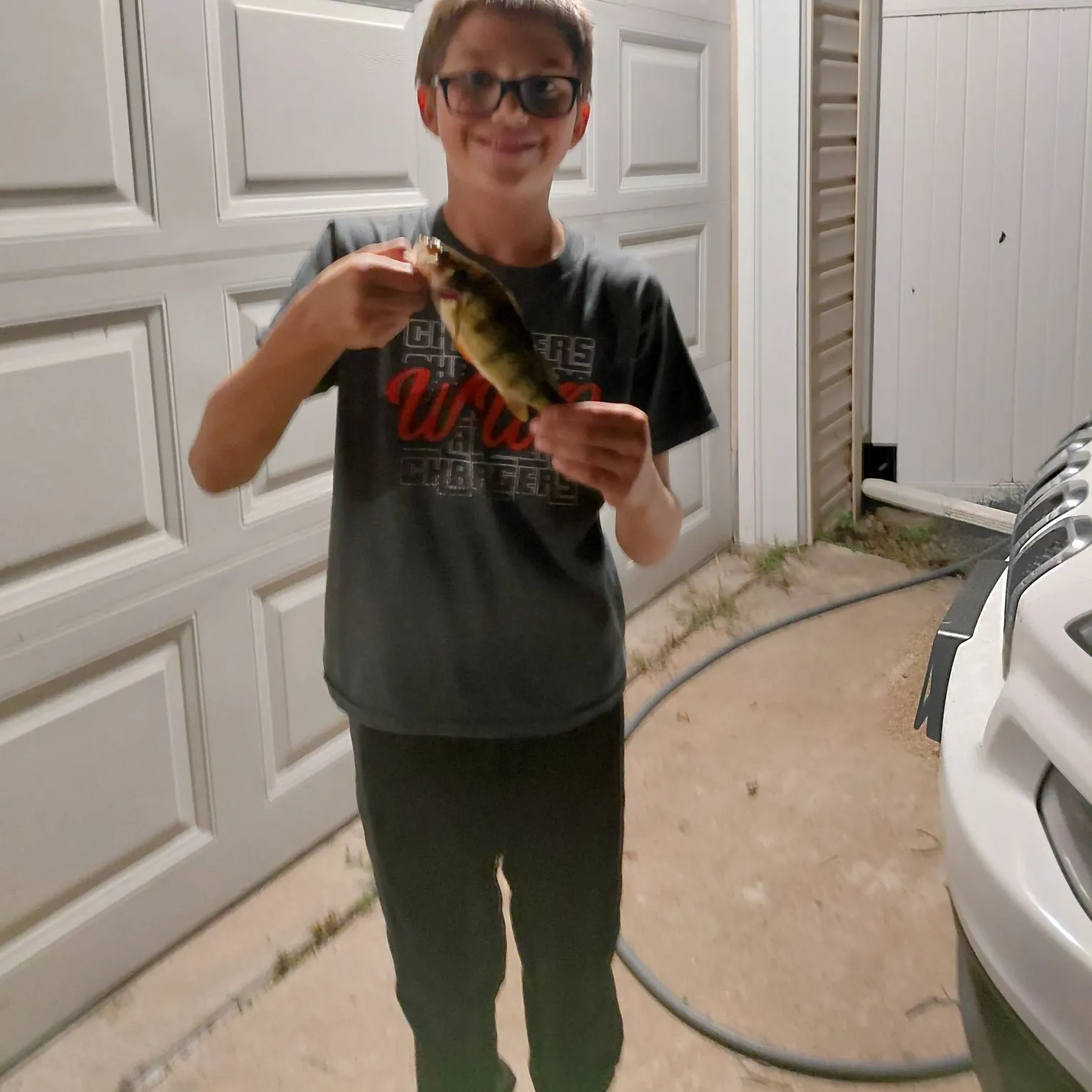Yellow perch caught on Fishbrain
