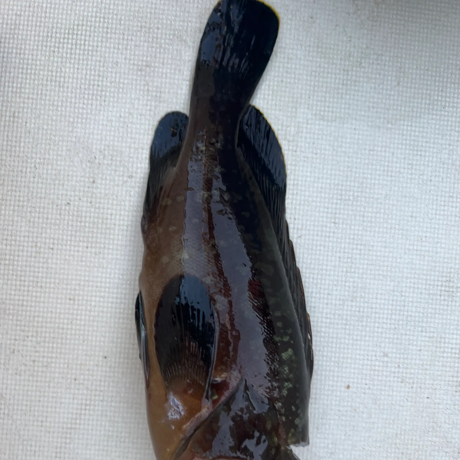 The most recent Dusky grouper catches on Fishbrain