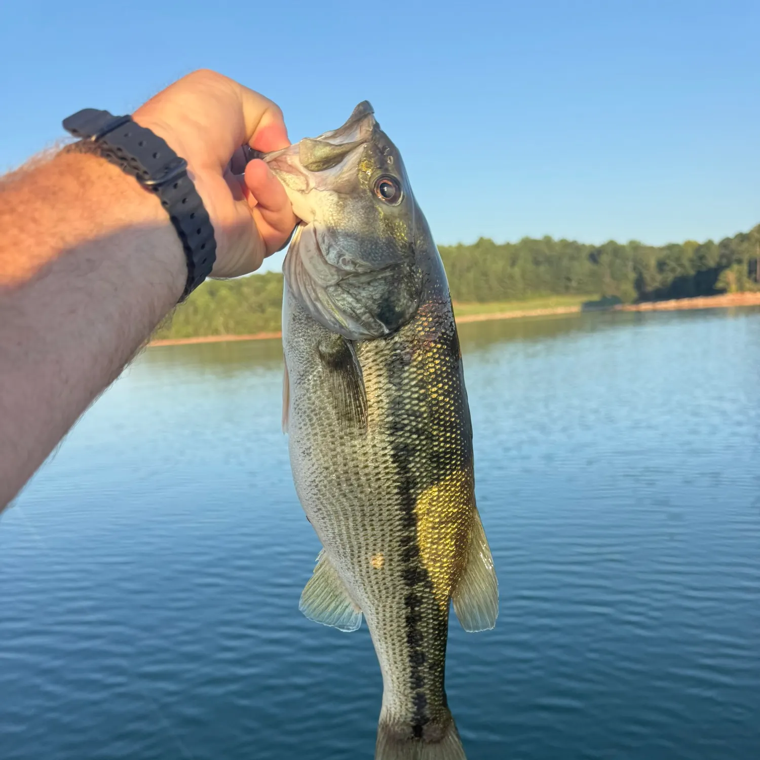 Spotted bass caught on Fishbrain