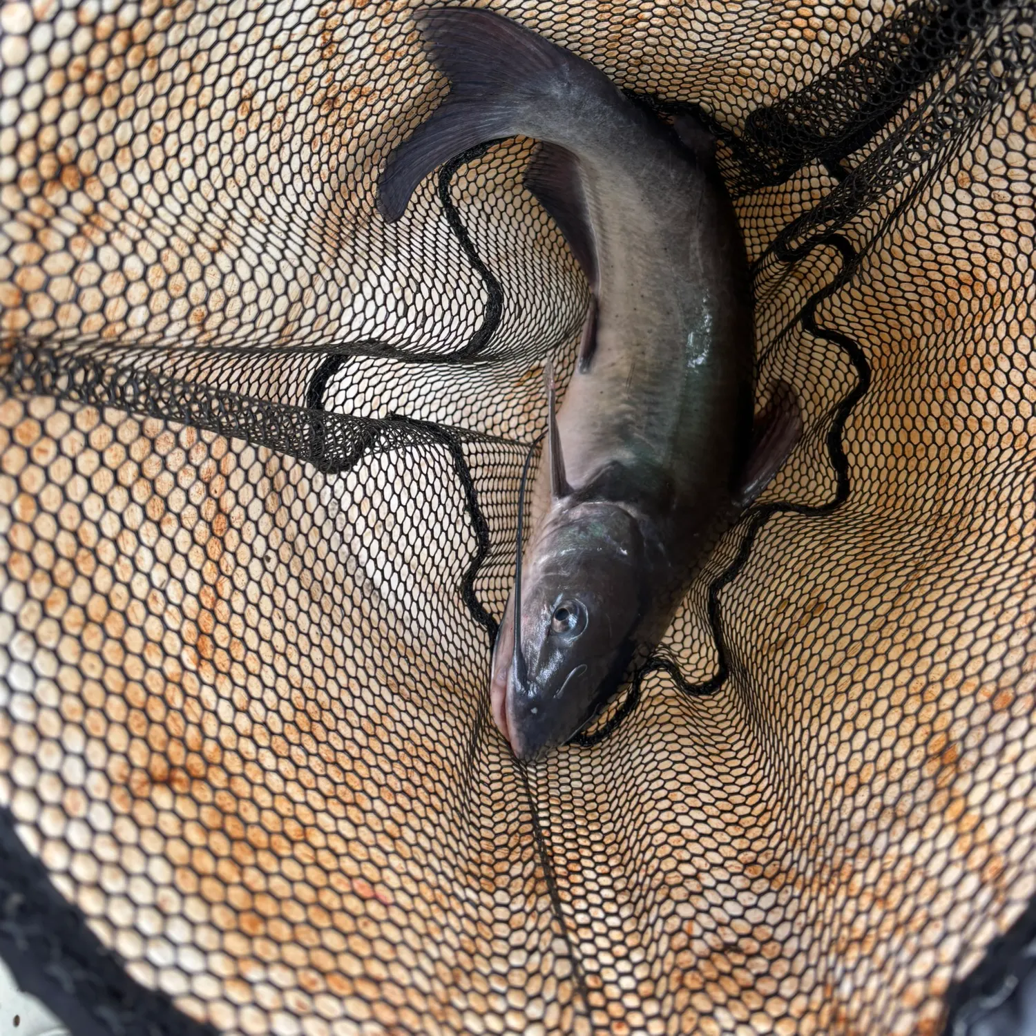 Channel catfish caught on Fishbrain