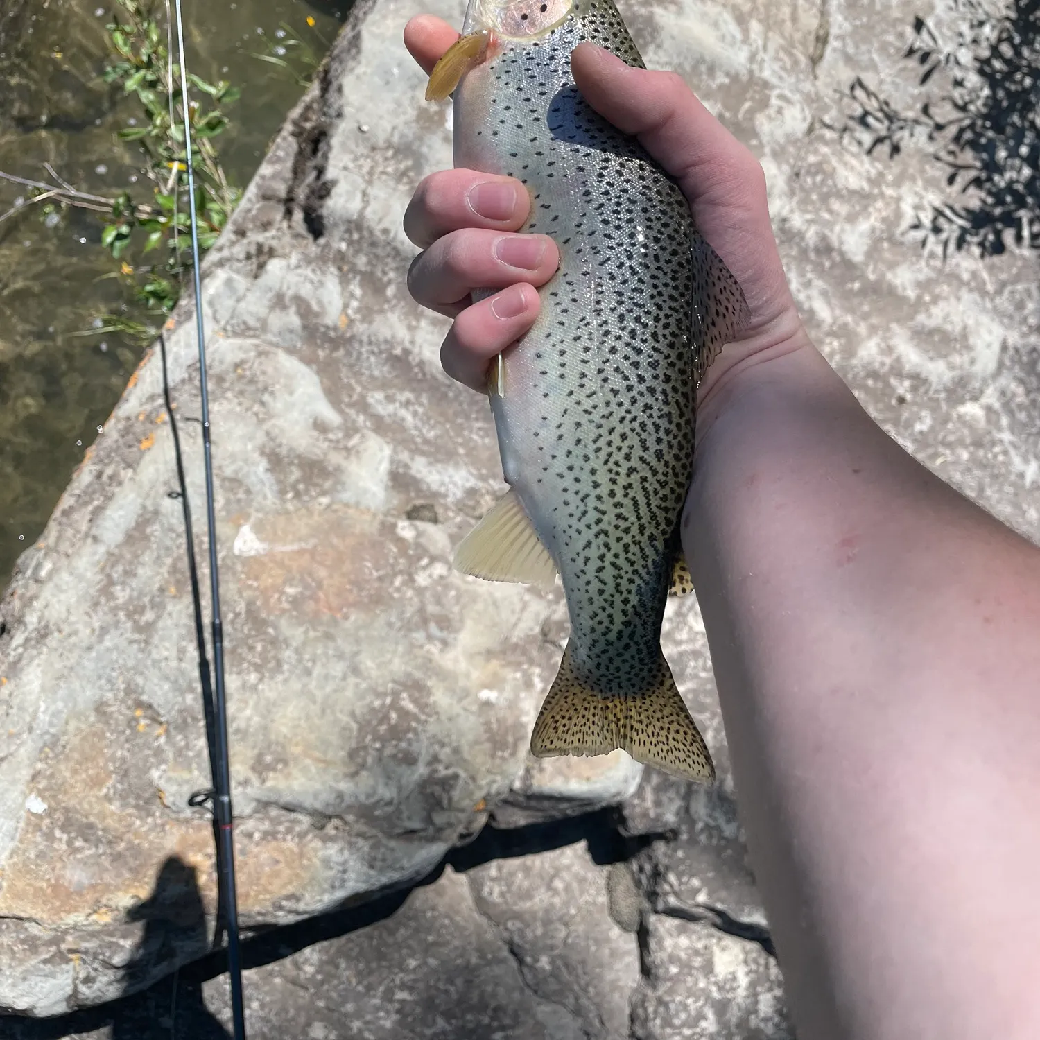 Westslope cutthroat trout caught on Fishbrain