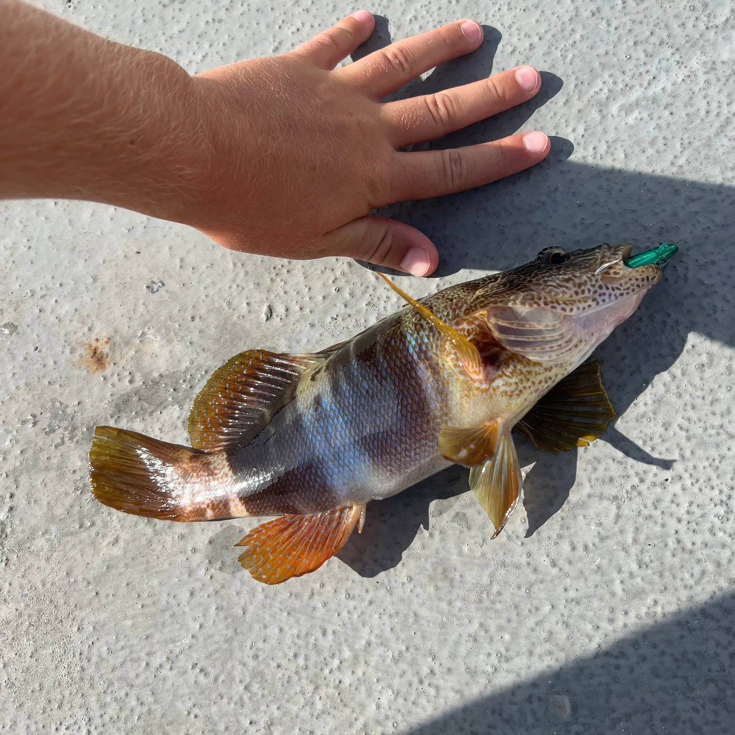 Painted comber caught on Fishbrain