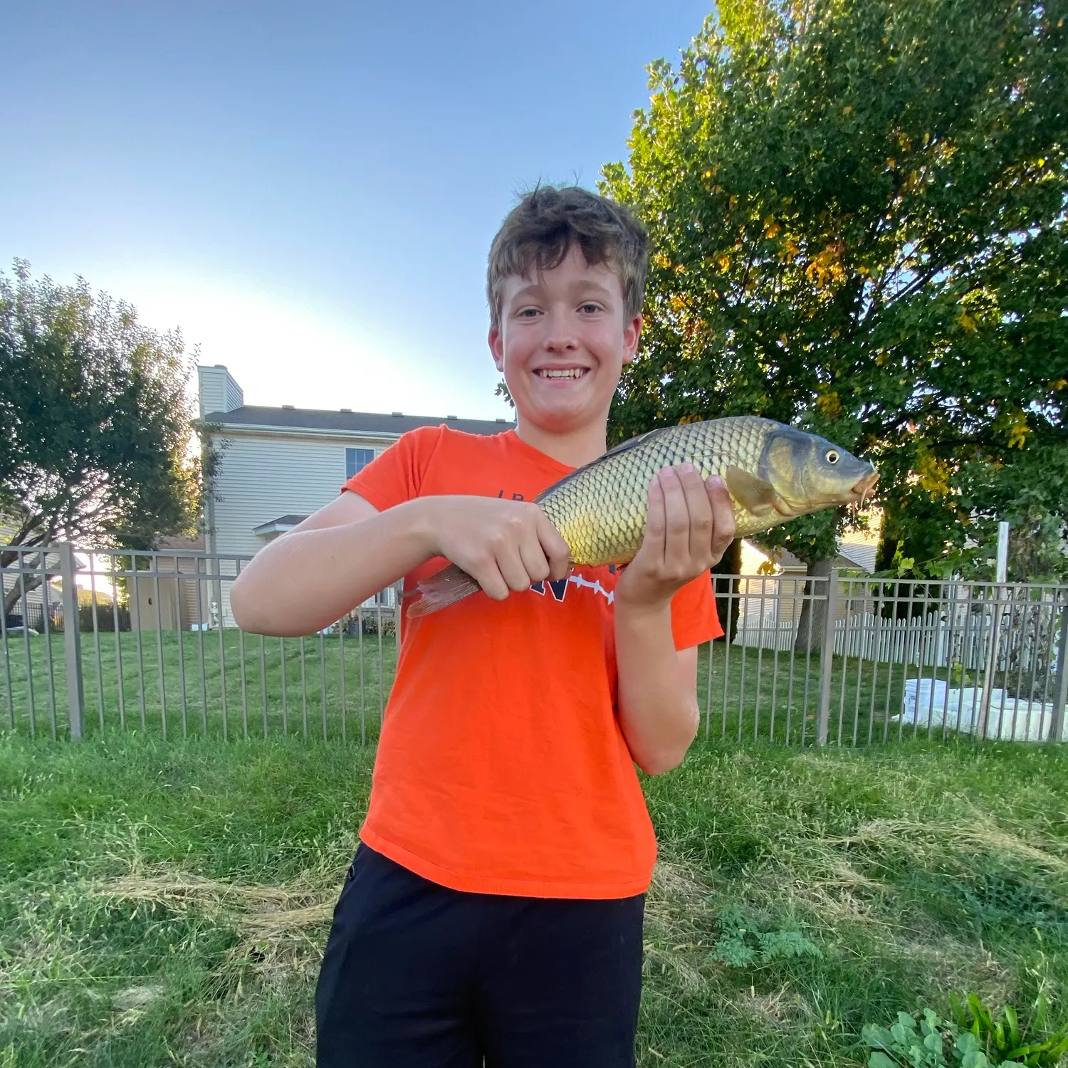 Common carp caught on Fishbrain