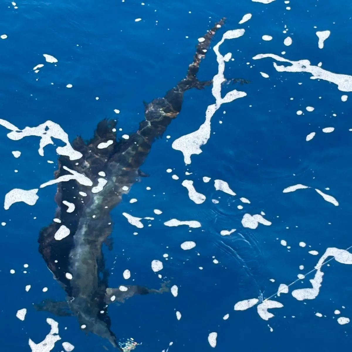 The most recent Atlantic sailfish catches on Fishbrain